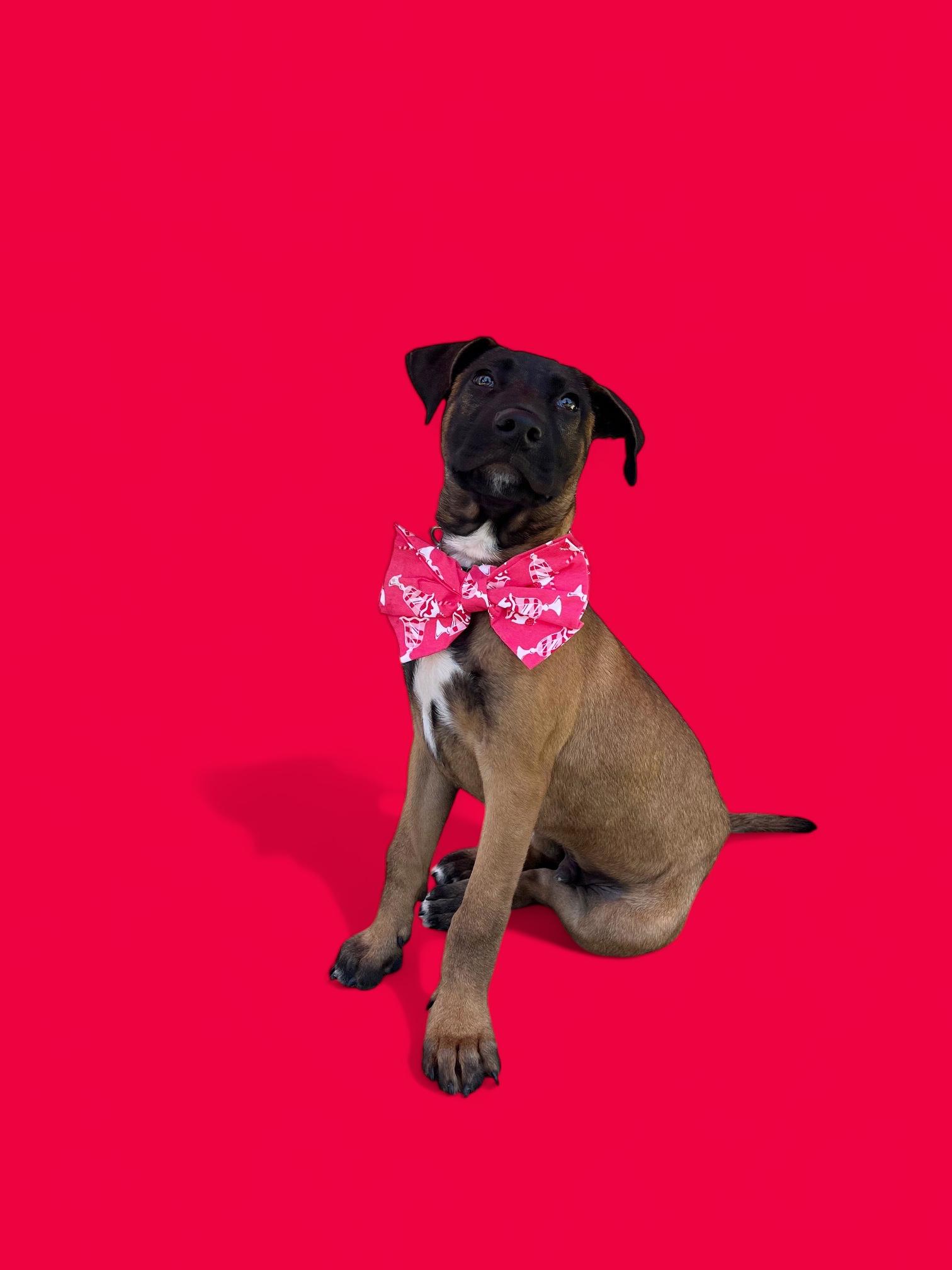 Ari-ADOPT Me!! 4
