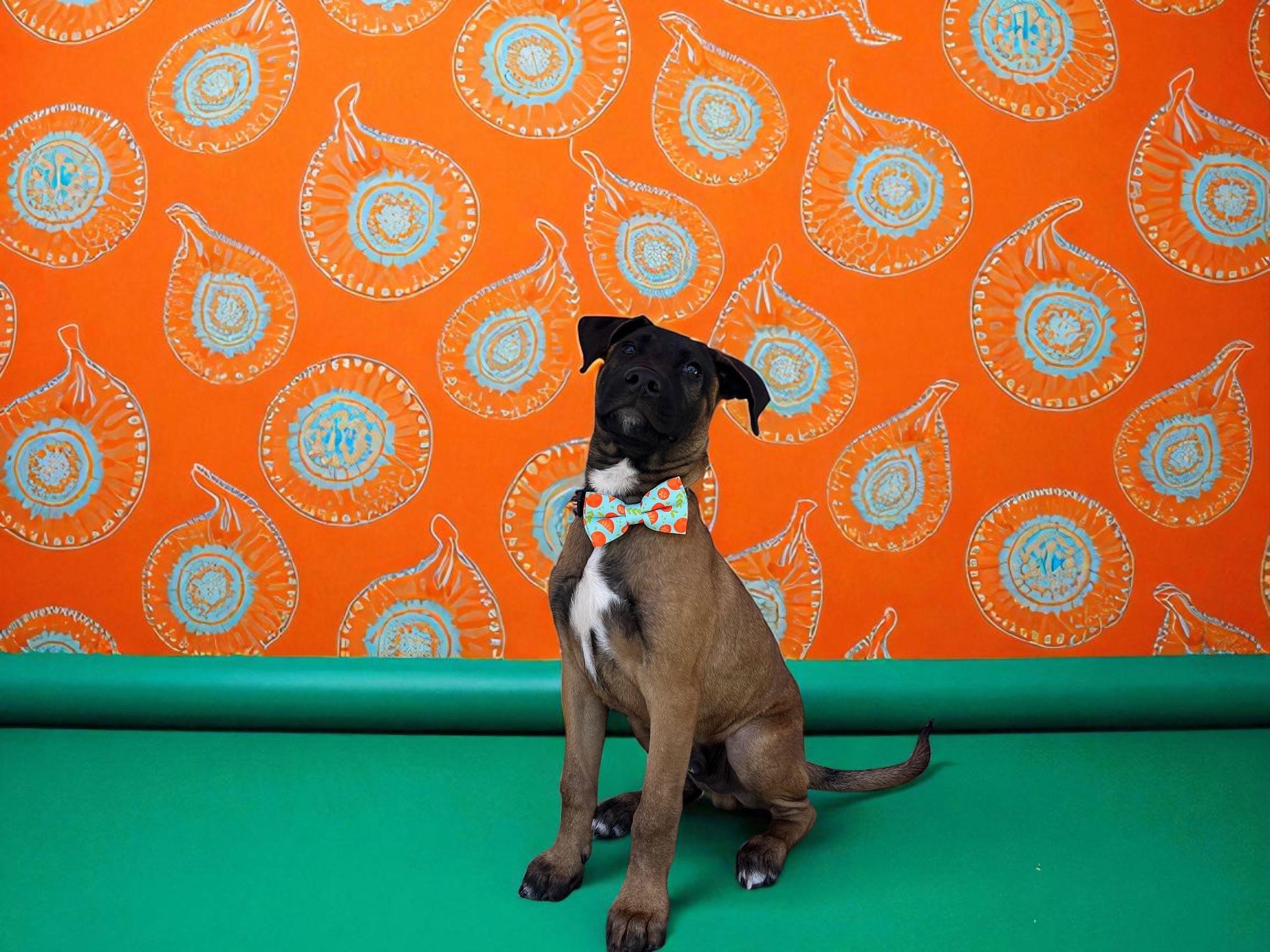 Ari-ADOPT Me!! 2