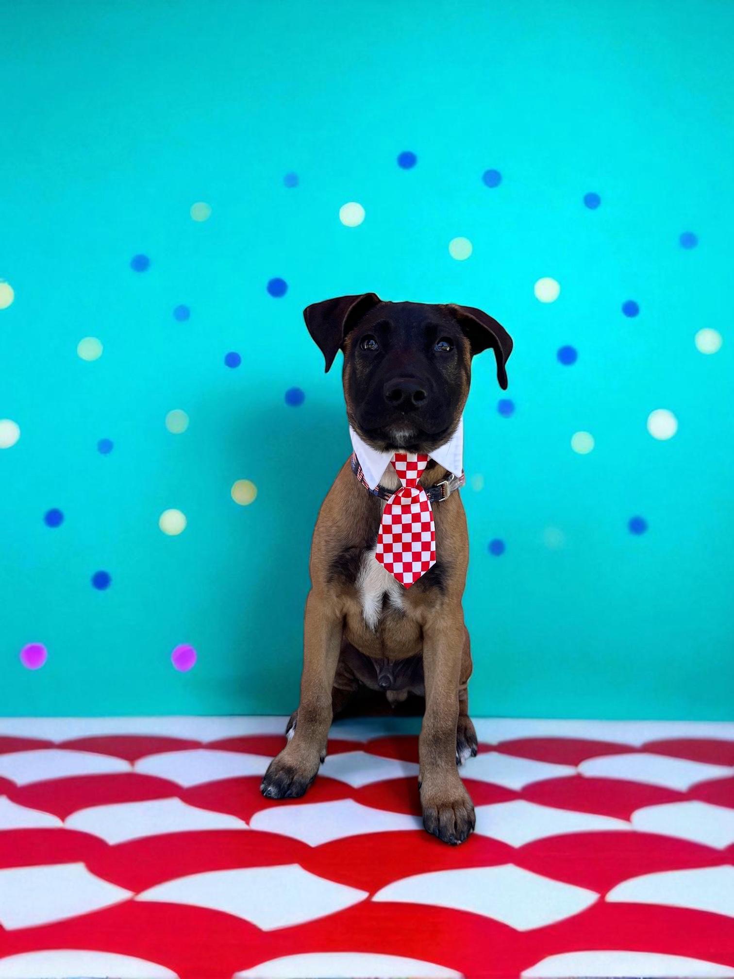 Ari-ADOPT Me!!