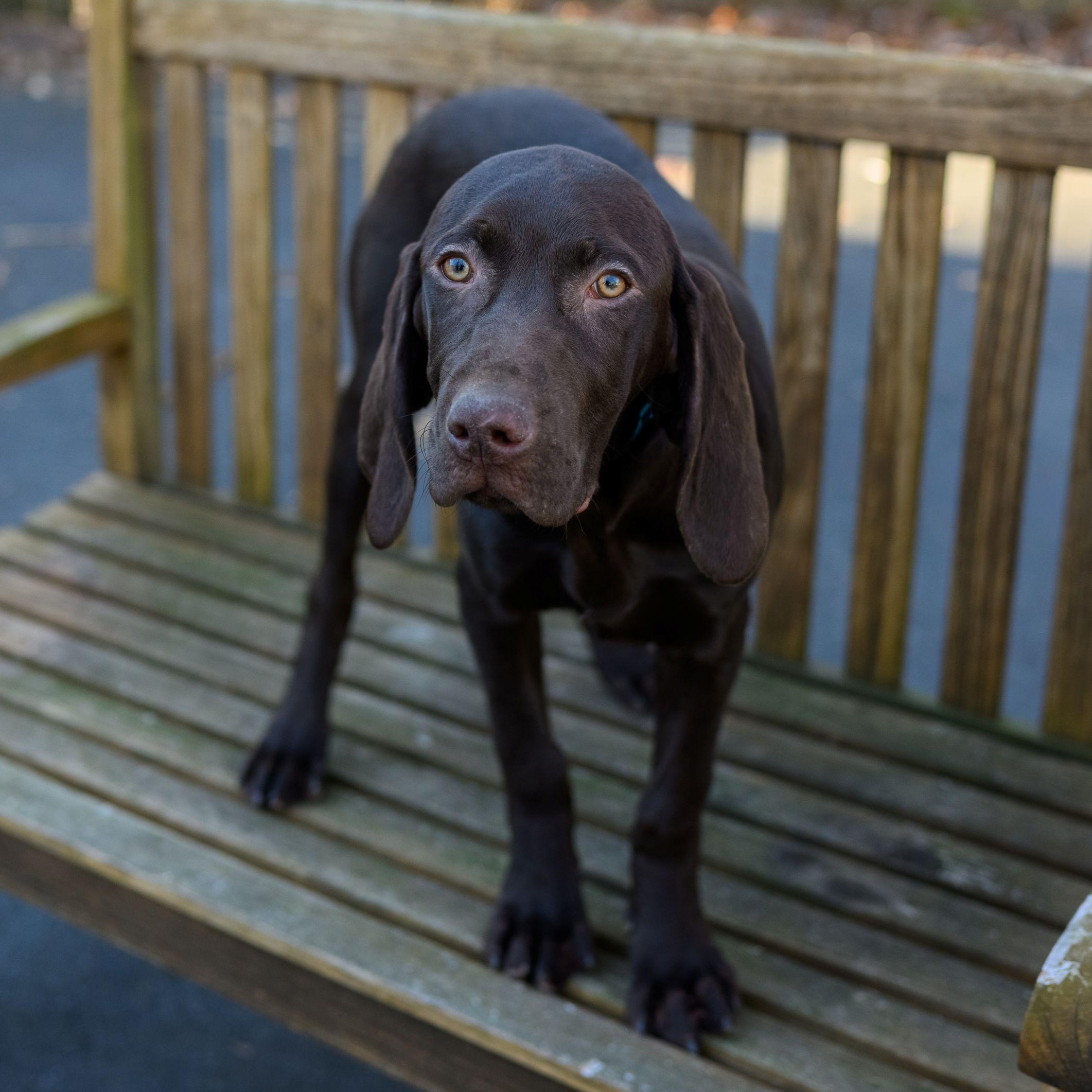 Enlarge RACER, REX & ROCKY, a ADOPTABLE German Shorthaired Pointer in Hamilton, NJ image 1/3