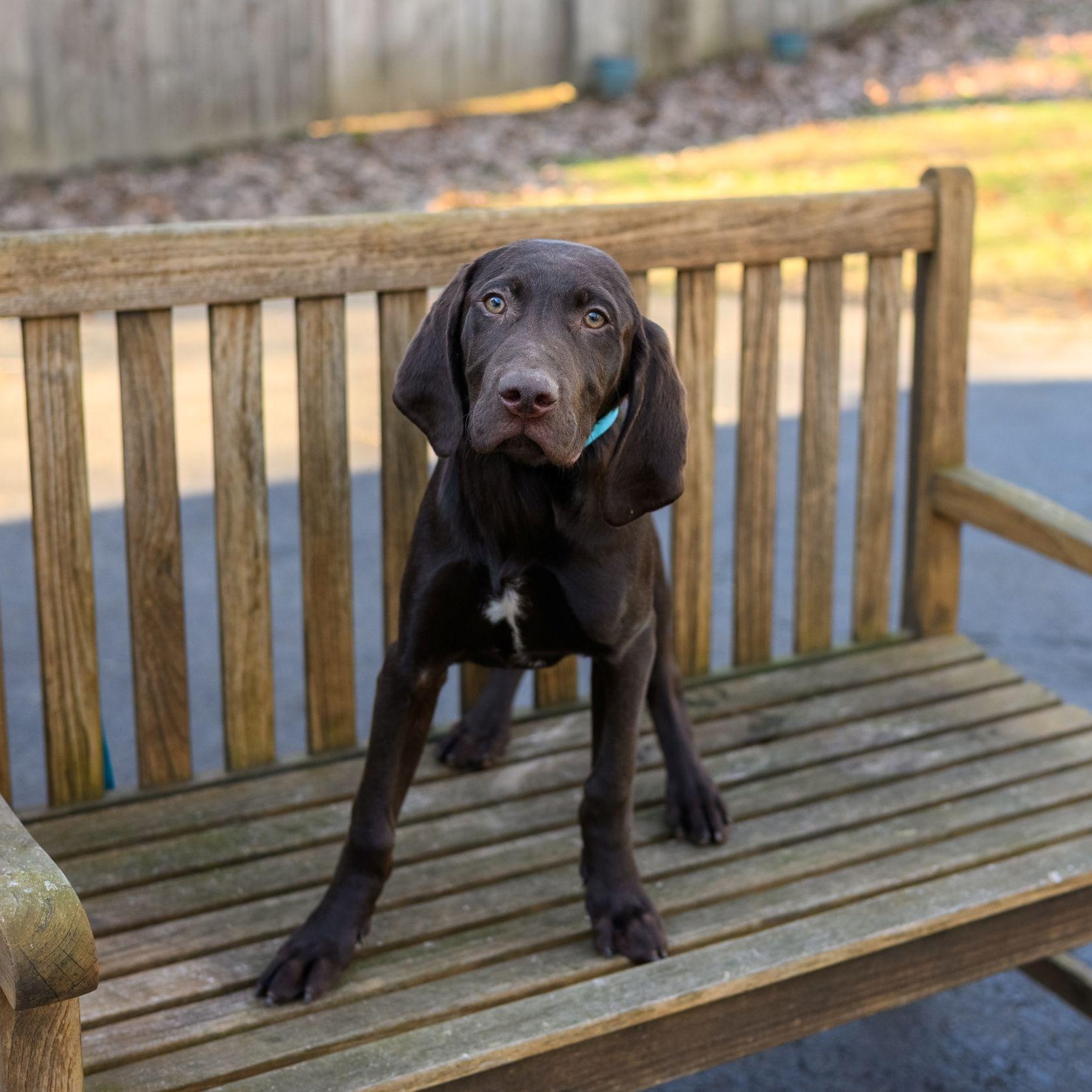 Enlarge RACER, REX & ROCKY, a ADOPTABLE German Shorthaired Pointer in Hamilton, NJ image 2/3