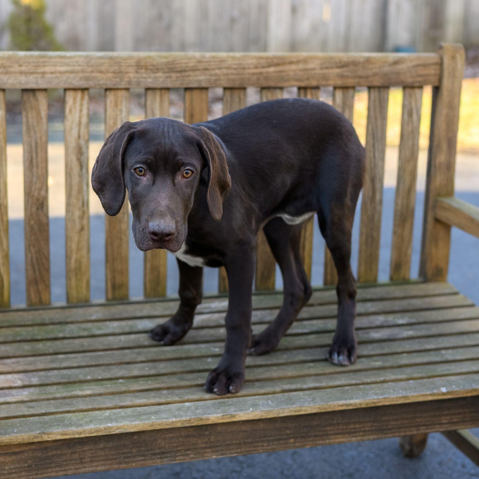 Enlarge RACER, REX & ROCKY, a ADOPTABLE German Shorthaired Pointer in Hamilton, NJ image 3/3