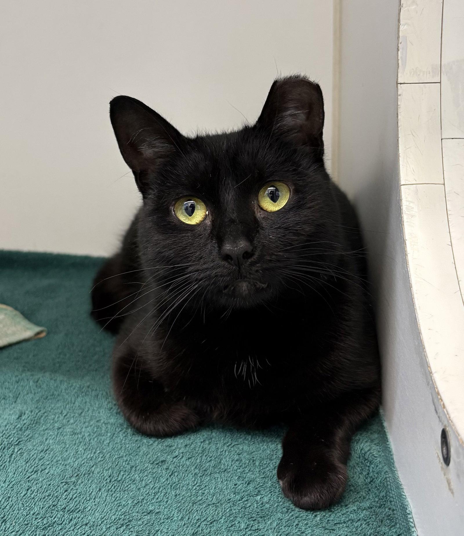 Sara 2 years, Adoptable, Young Female Domestic Short Hair.