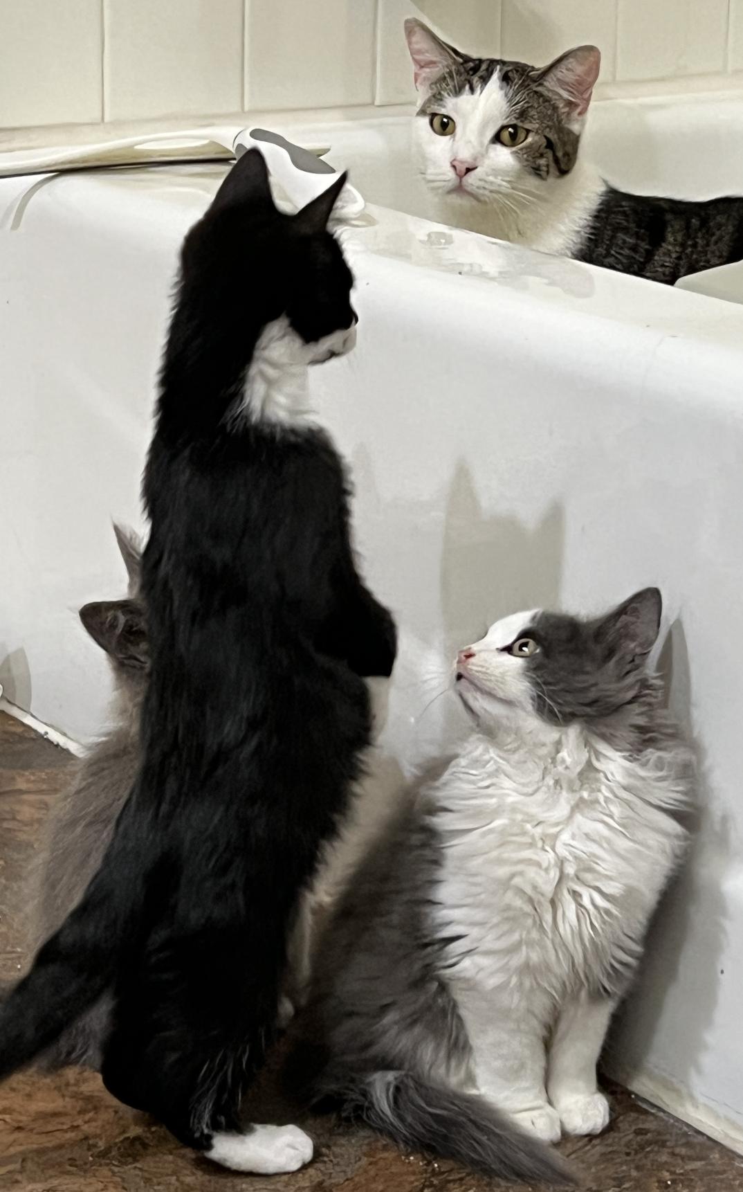 Enlarge Brave Girl, a Adopted Domestic Medium Hair in Frisco, TX image 1/3