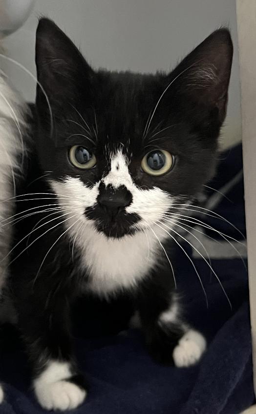 Enlarge Brave Girl, a Adopted Domestic Medium Hair in Frisco, TX image 2/3