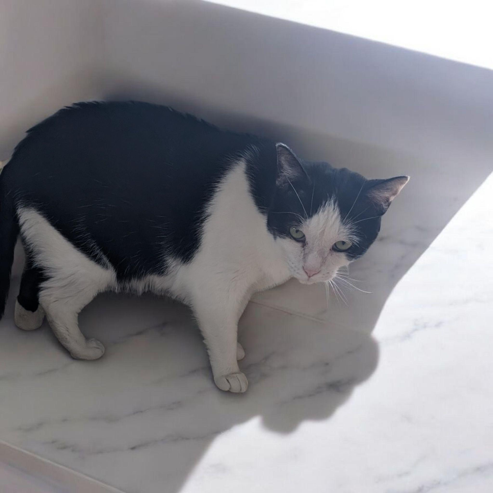 Minnie, a Adoptable Domestic Short Hair in Chuckey, TN image 2/5