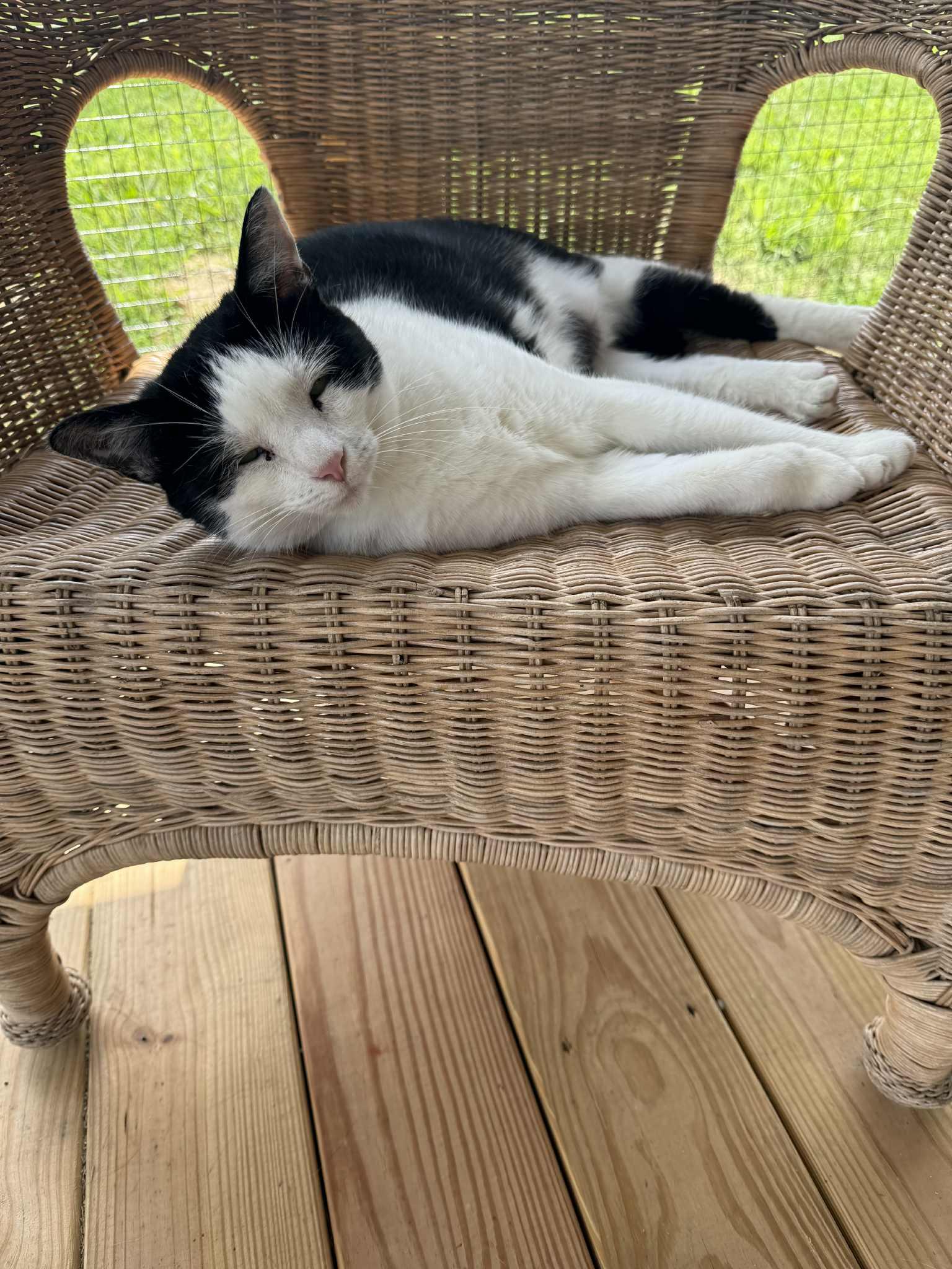 Minnie, a Adoptable Domestic Short Hair in Chuckey, TN image 4/5