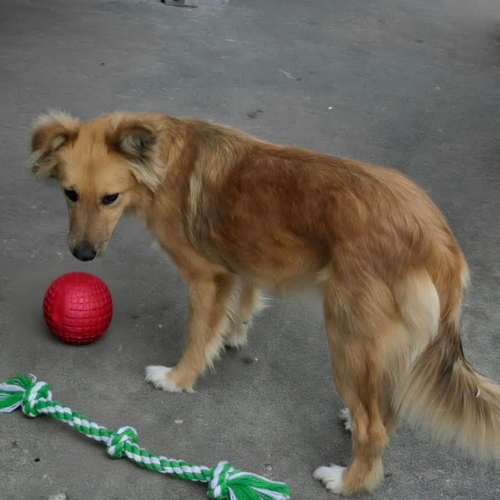 Enlarge AURO-Sandy, a Adoptable mixed breed in Aurora, MO image 2/3