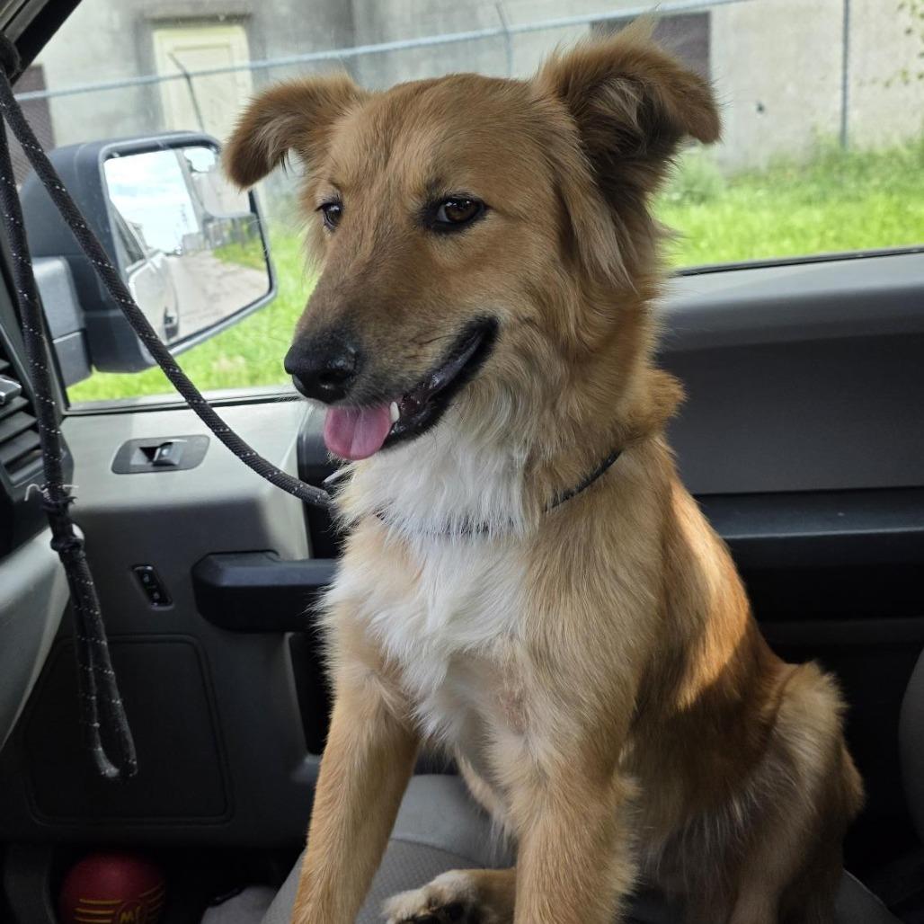 Enlarge AURO-Sandy, a Adoptable mixed breed in Aurora, MO image 3/3