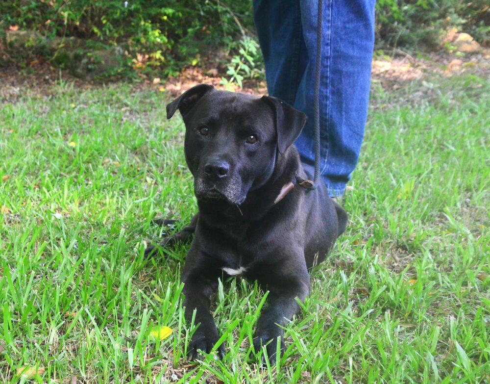 Rodger, Adoptable, Adult Male Labrador Retriever & Pit Bull Terrier.