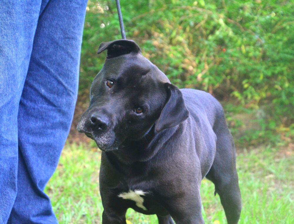 Rodger, a Adoptable mixed breed in Willingboro, NJ image 2/6