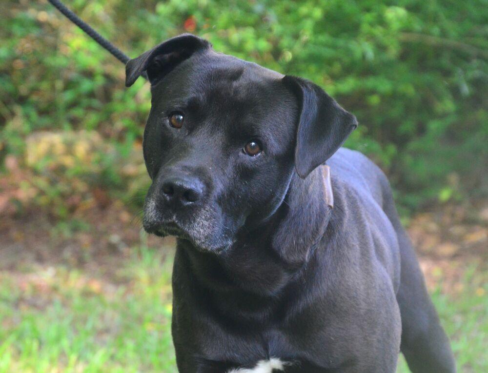 Rodger, a Adoptable mixed breed in Willingboro, NJ image 3/6
