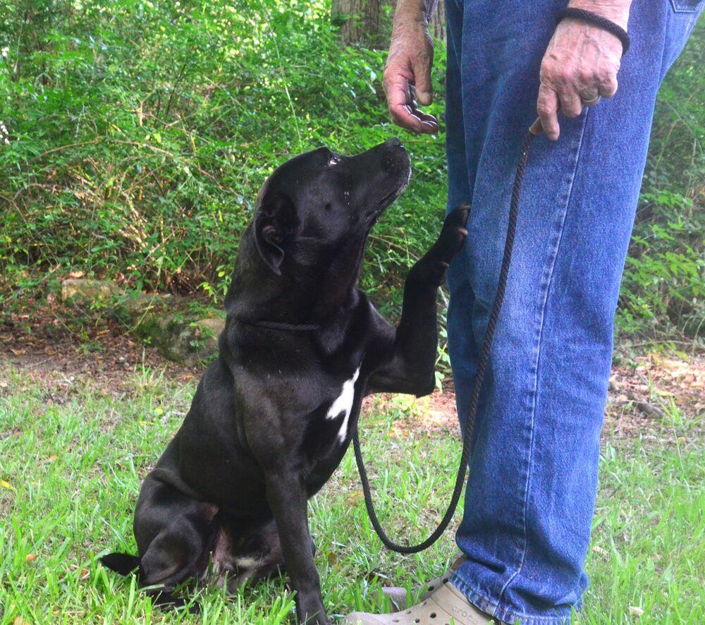 Rodger, a Adoptable mixed breed in Willingboro, NJ image 4/6