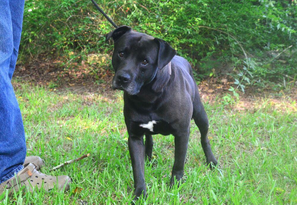 Rodger, a Adoptable mixed breed in Willingboro, NJ image 5/6