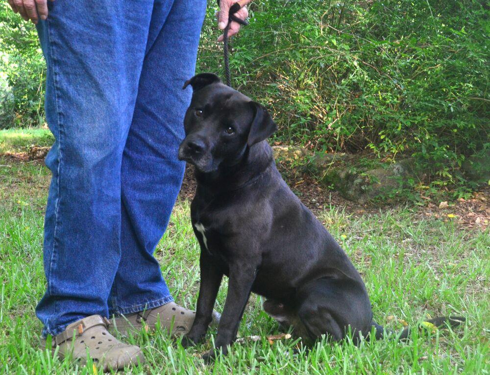 Rodger, a Adoptable mixed breed in Willingboro, NJ image 6/6