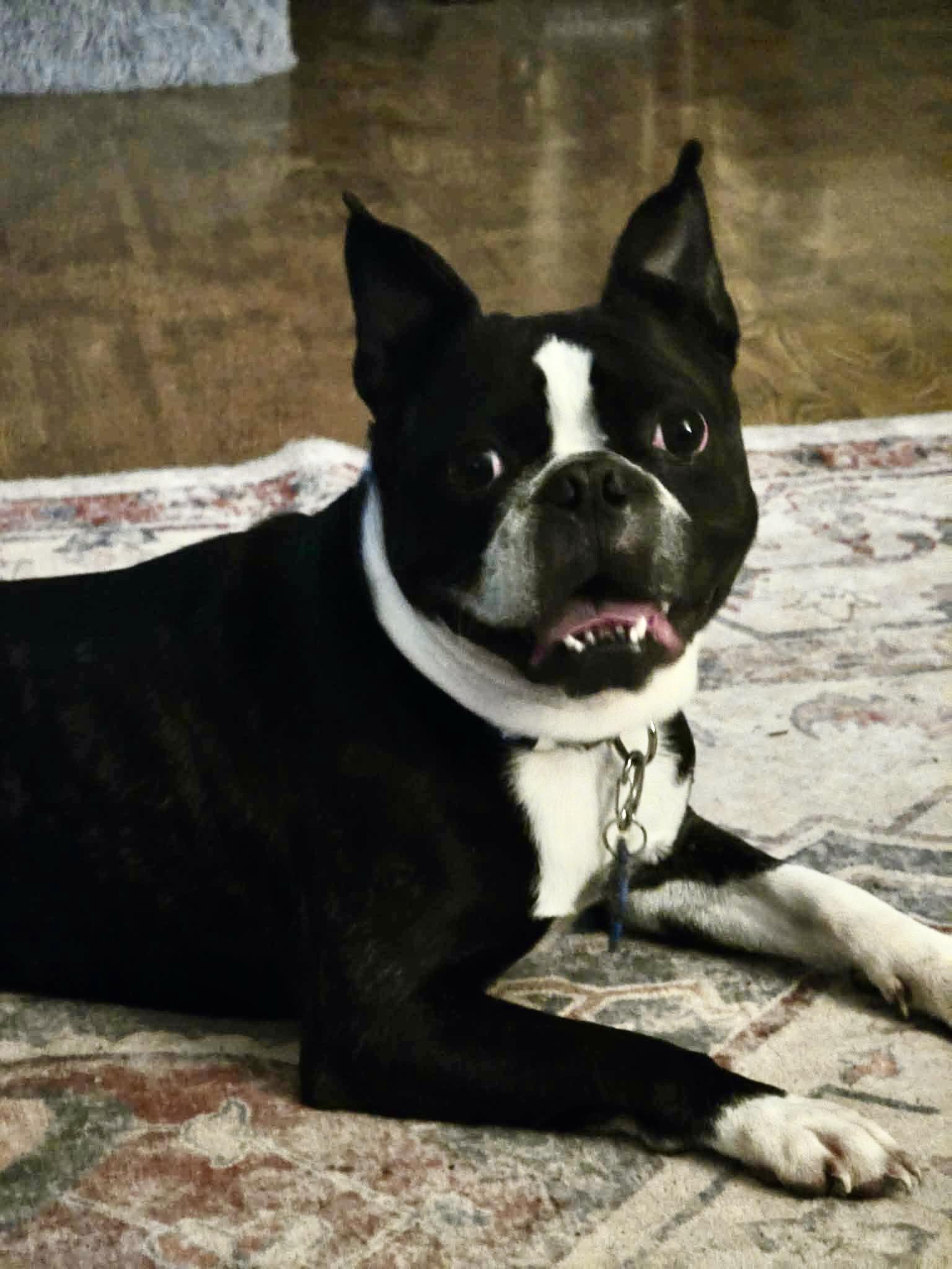 Stetson now Hank, Adopted, Adult Male Boston Terrier.