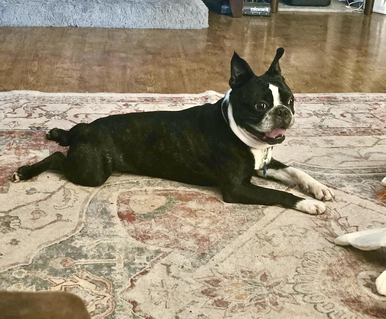 Enlarge Stetson now Hank, a Adopted Boston Terrier in Van Vleck, TX image 2/6