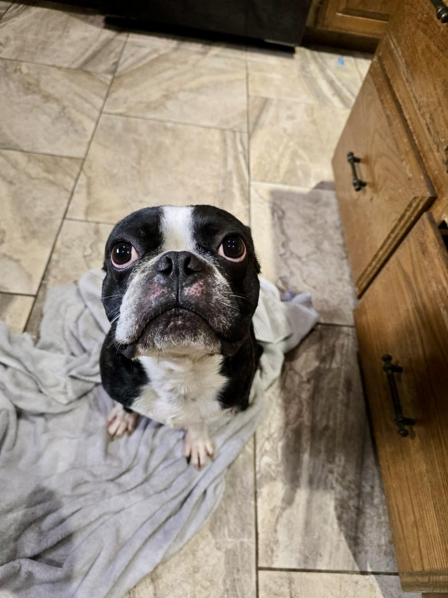 Enlarge Stetson now Hank, a Adopted Boston Terrier in Van Vleck, TX image 3/6