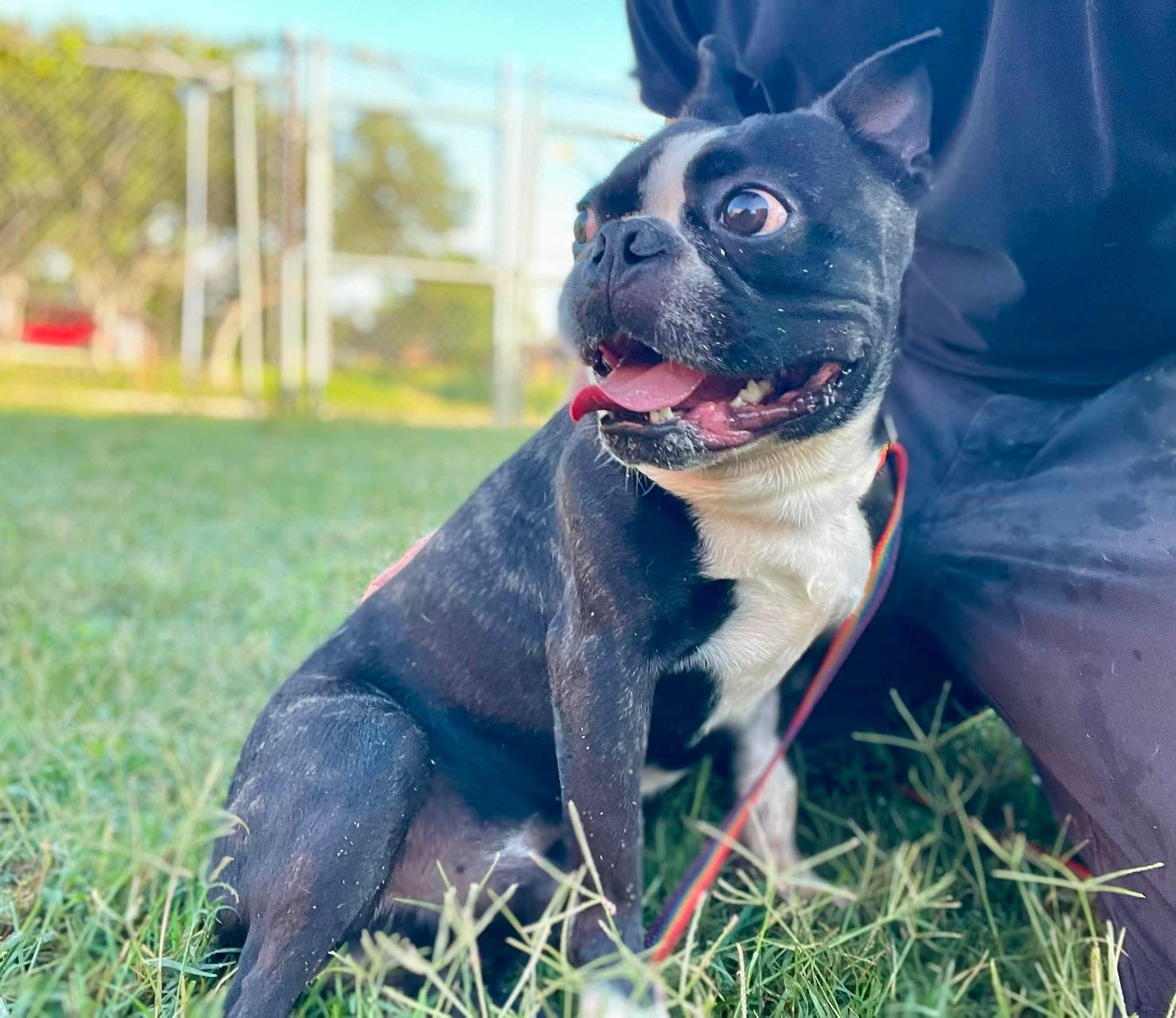 Enlarge Stetson now Hank, a Adopted Boston Terrier in Van Vleck, TX image 4/6