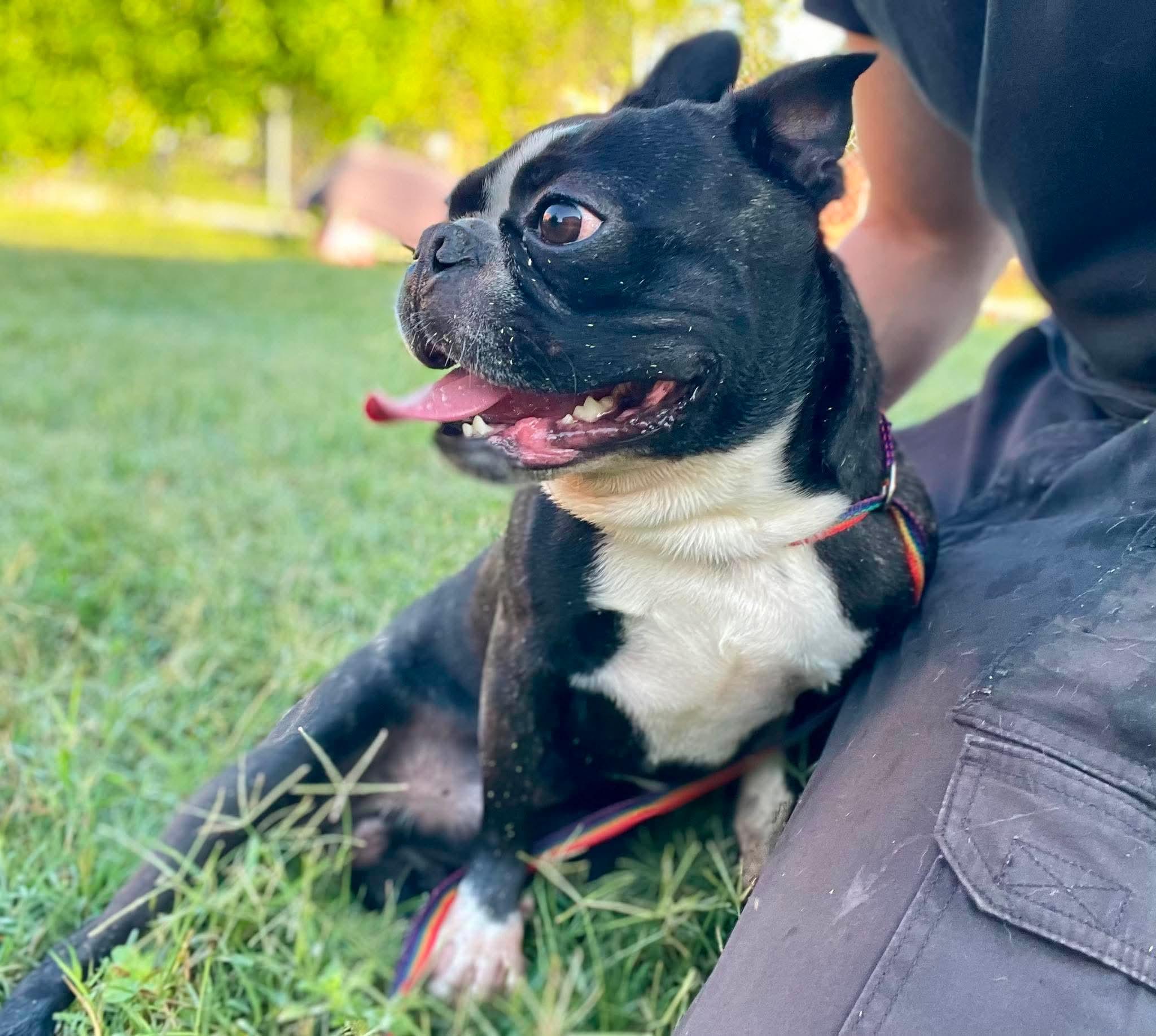 Enlarge Stetson now Hank, a Adopted Boston Terrier in Van Vleck, TX image 5/6