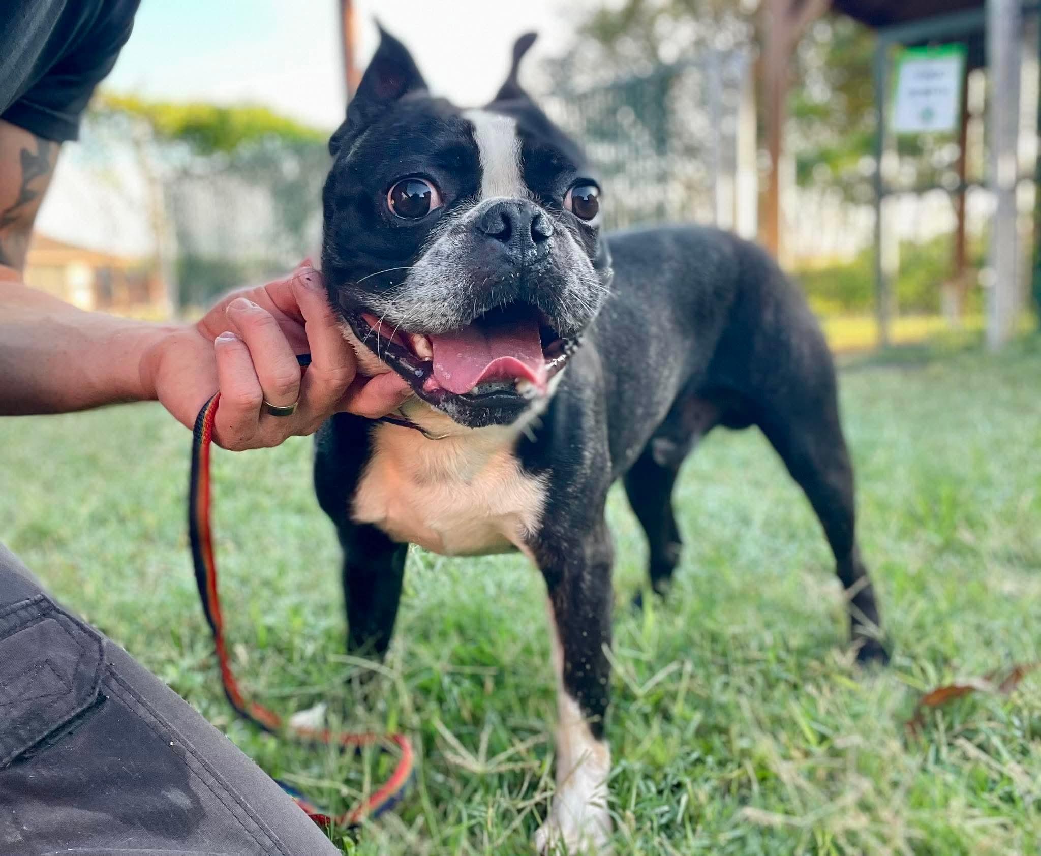 Enlarge Stetson now Hank, a Adopted Boston Terrier in Van Vleck, TX image 6/6