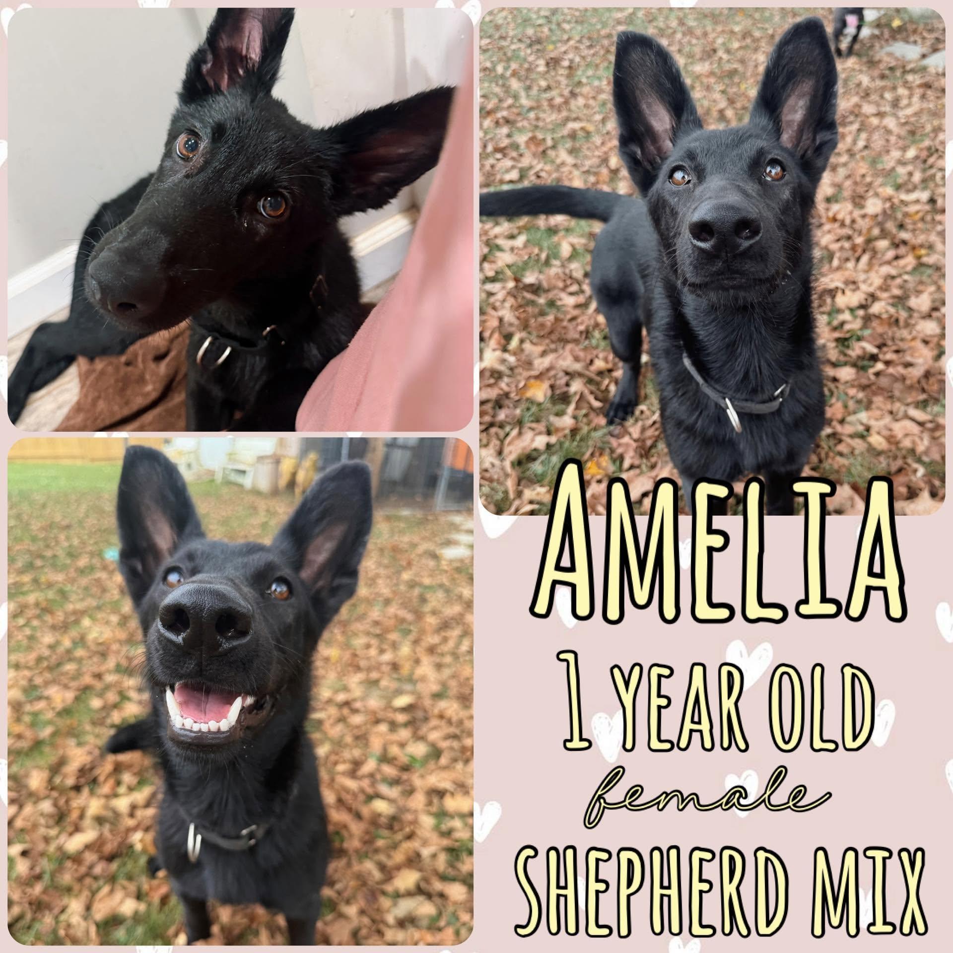 Amelia, ADOPTABLE, Young Female German Shepherd Dog & Belgian Shepherd / Malinois.