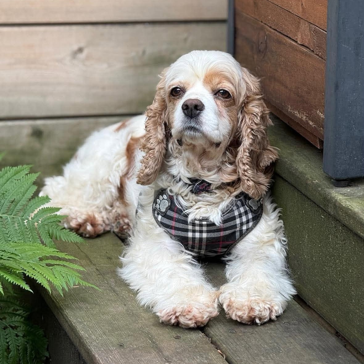 Zinnia-American Cocker Spaniel female, a Adoptable Cocker Spaniel in ST JACOBS, ON image 1/6