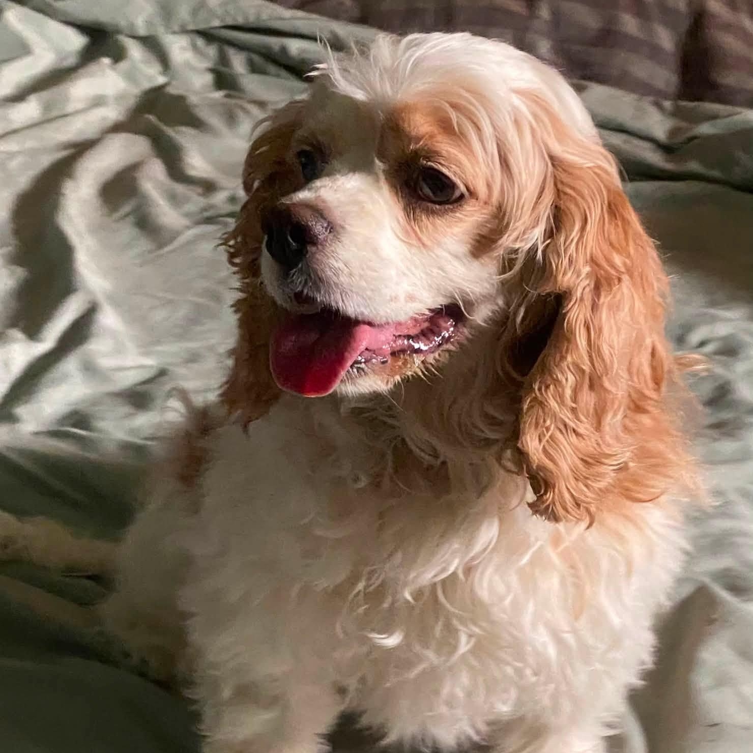 Enlarge Zinnia-Cocker Spaniel female, a Adoptable Cocker Spaniel in ST JACOBS, ON image 6/6