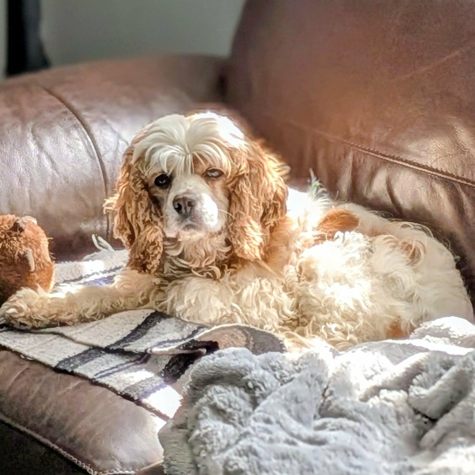 Zinnia-Cocker Spaniel female, a Adoptable Cocker Spaniel in ST JACOBS, ON image 3/6