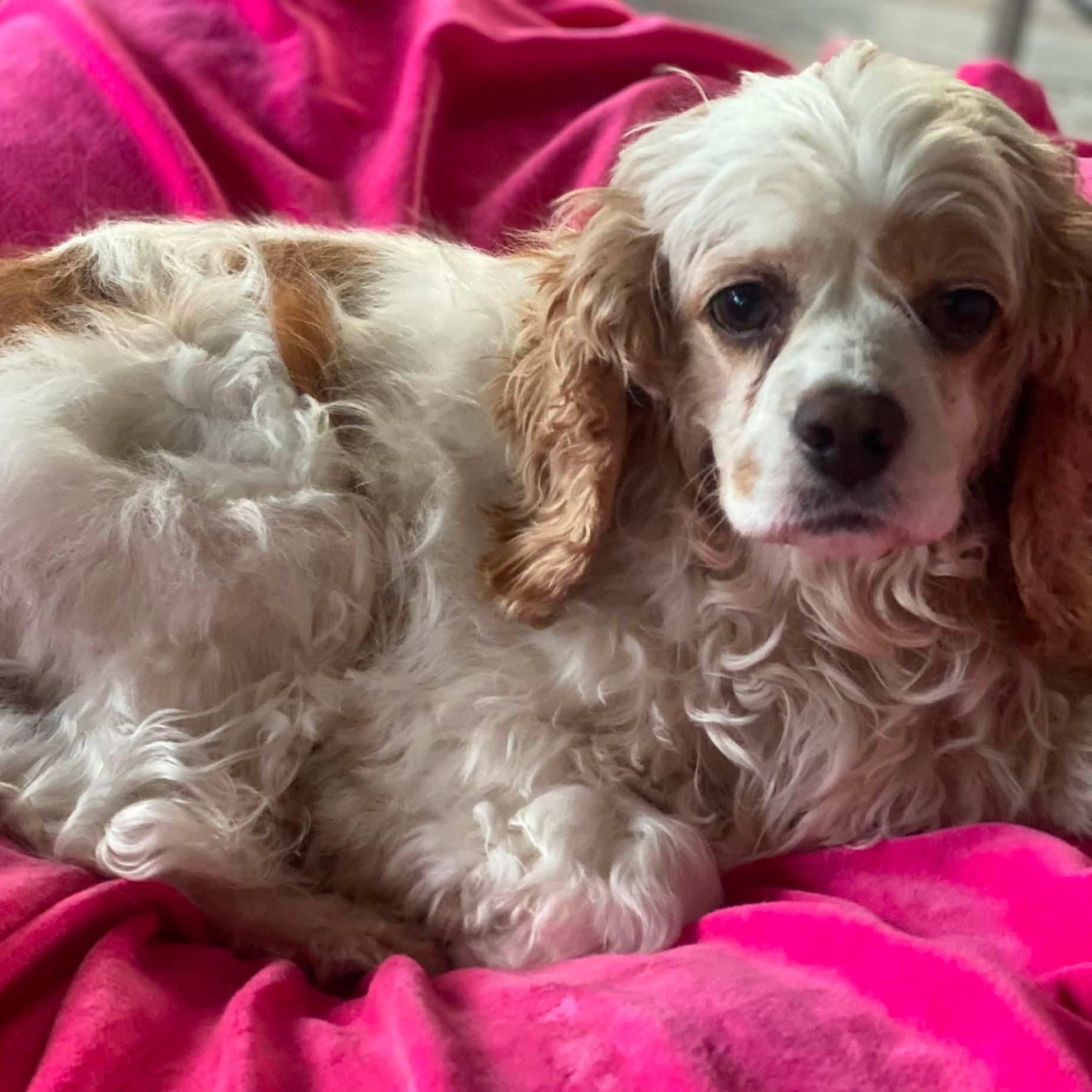 Enlarge Zinnia-Cocker Spaniel female, a Adoptable Cocker Spaniel in ST JACOBS, ON image 1/6