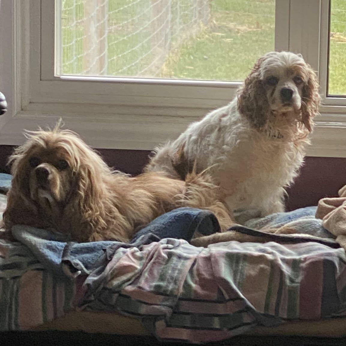 Zinnia, a Adoptable Cocker Spaniel in ST JACOBS, ON image 6/6