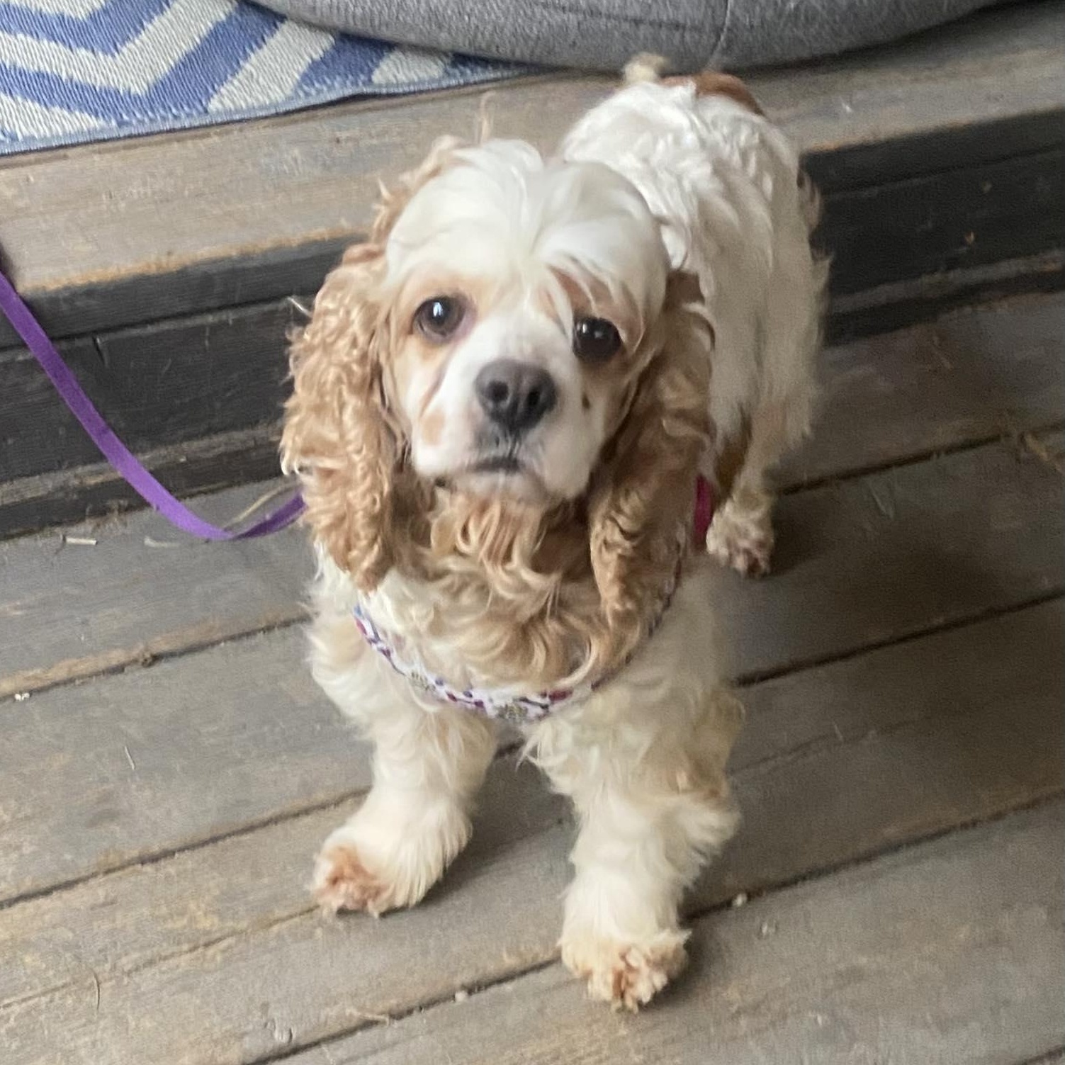 Zinnia, a Adoptable Cocker Spaniel in ST JACOBS, ON image 2/6