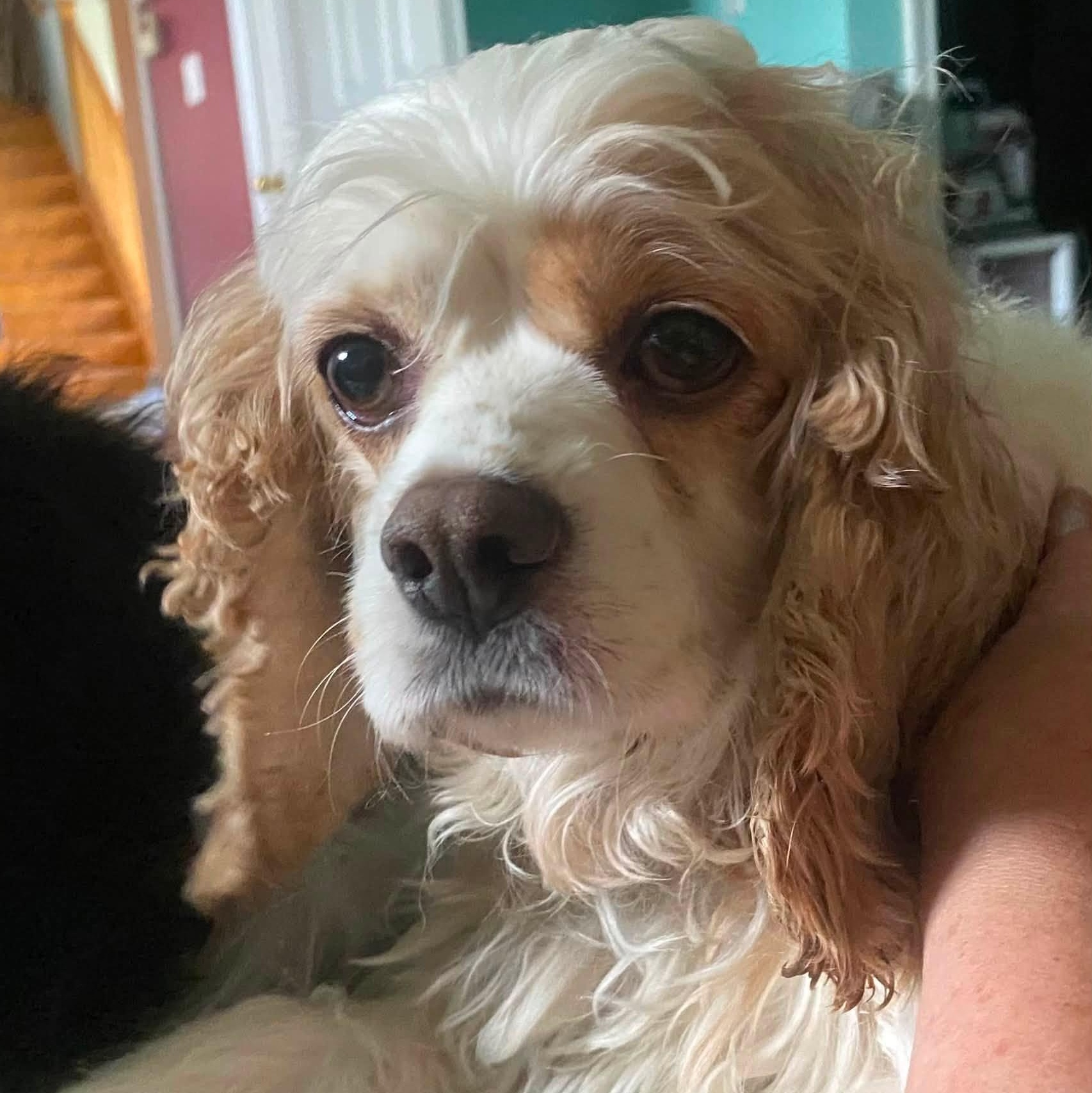 Enlarge Zinnia-Cocker Spaniel female, a Adoptable Cocker Spaniel in ST JACOBS, ON image 2/6