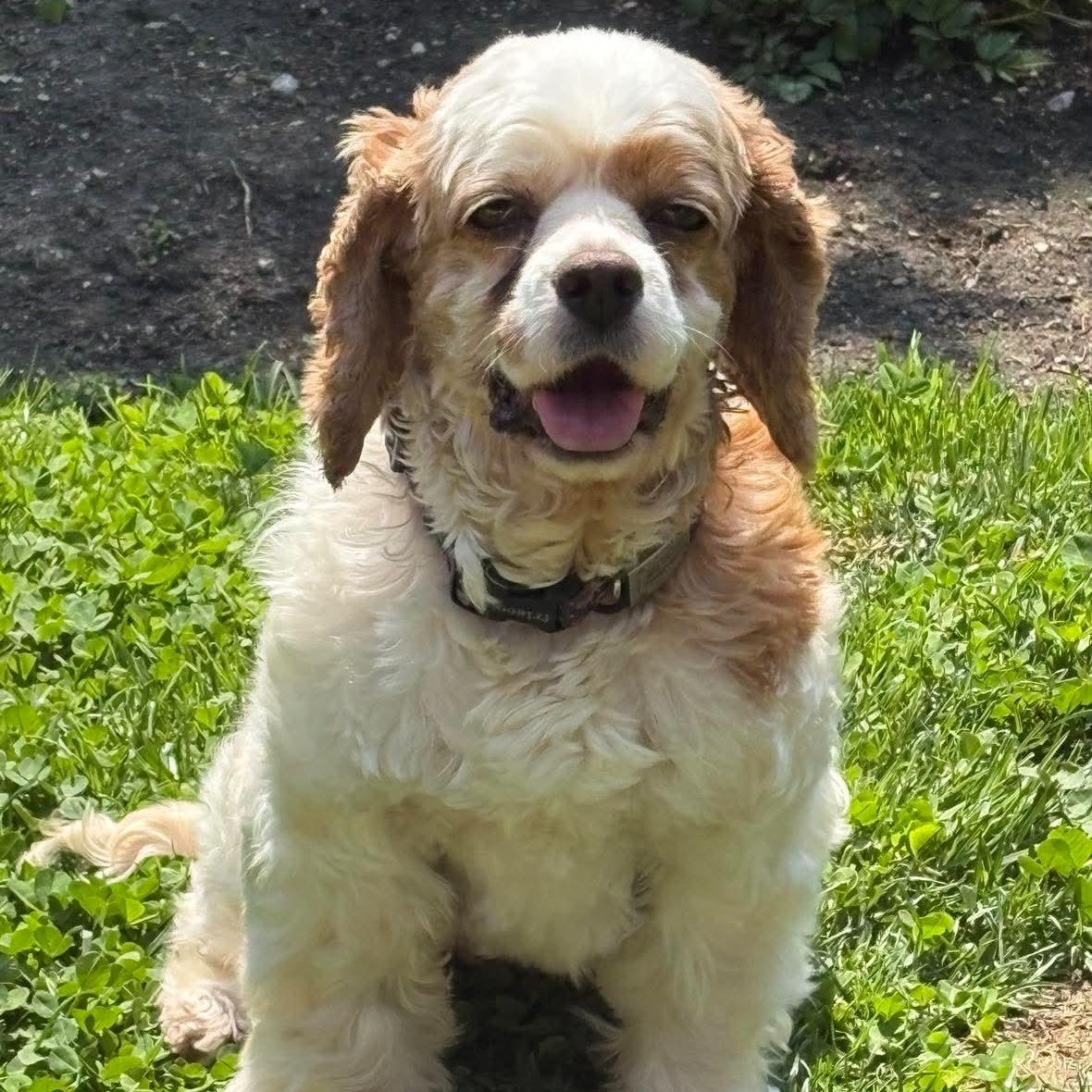 Zinnia, a Adoptable Cocker Spaniel in ST JACOBS, ON image 3/6