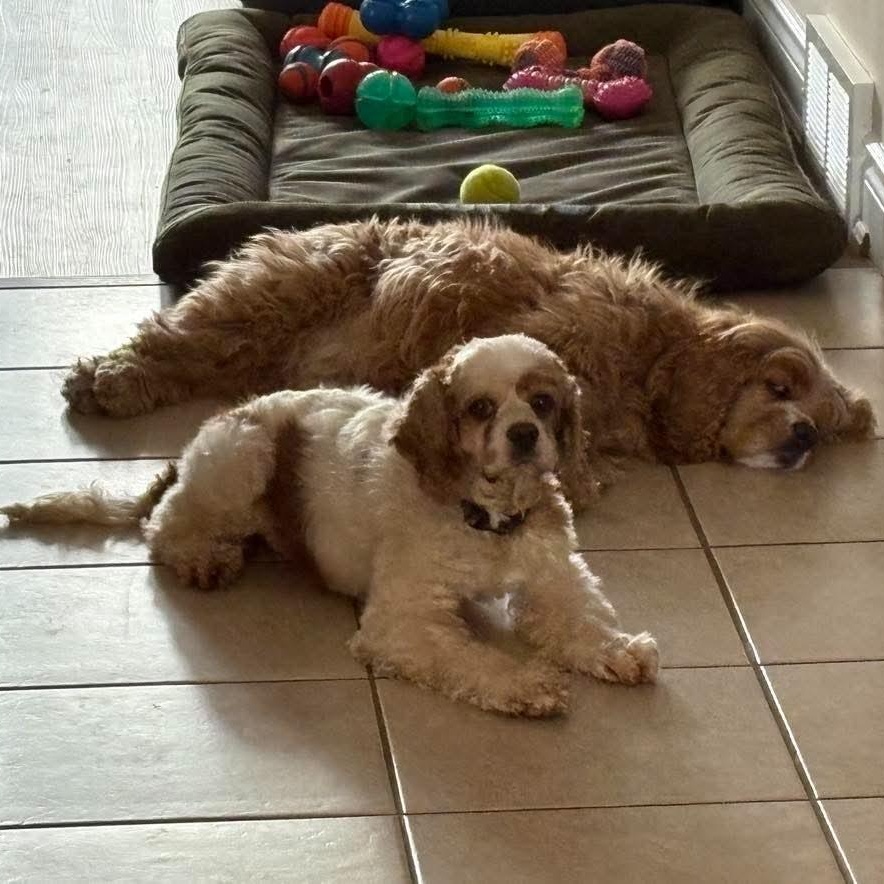 Zinnia, a Adoptable Cocker Spaniel in ST JACOBS, ON image 5/6