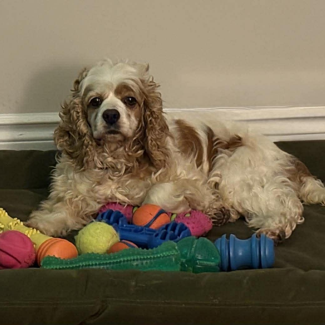 Zinnia, a Adoptable Cocker Spaniel in ST JACOBS, ON image 1/6