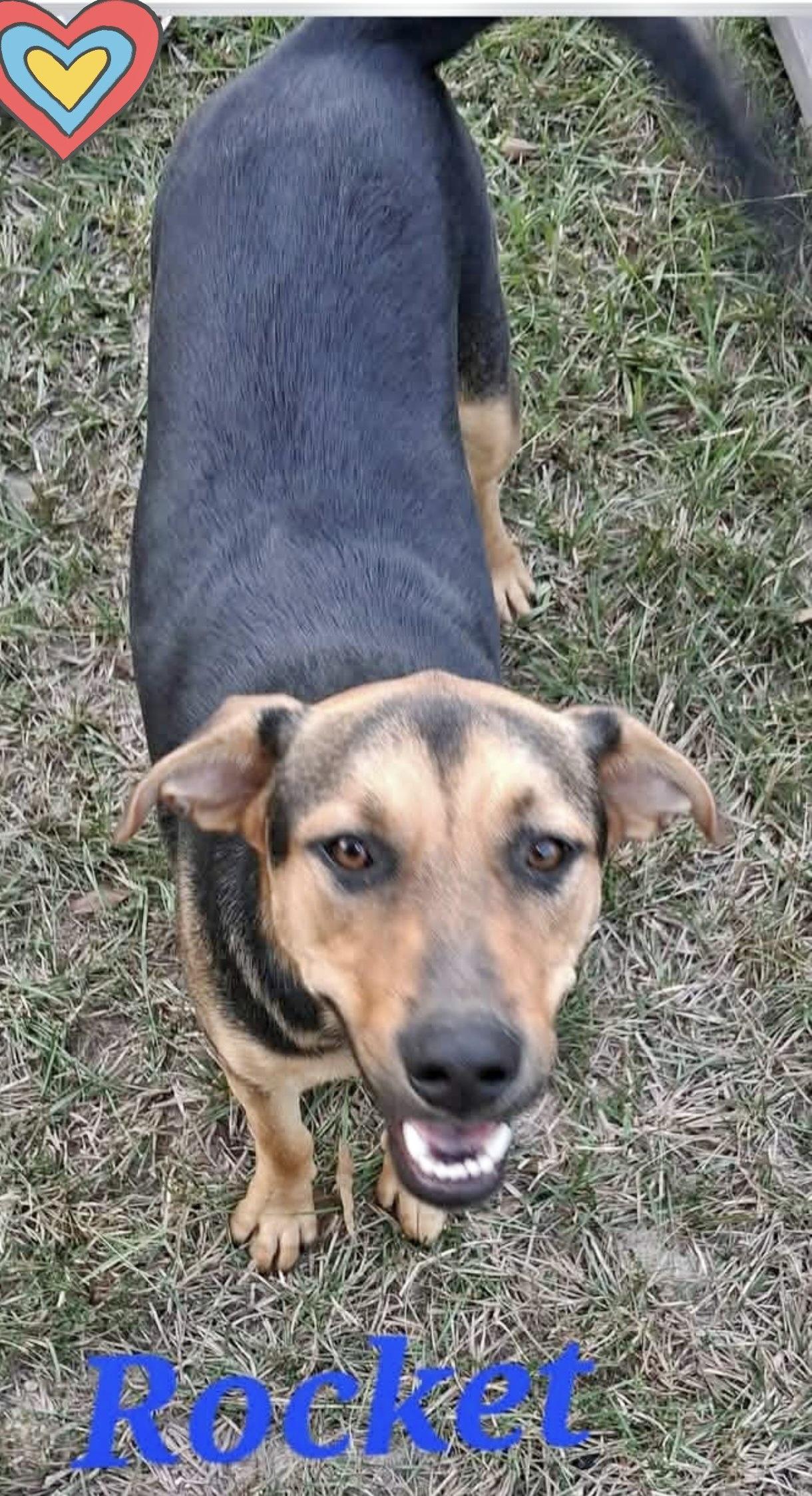 Enlarge Rocket, a Adoptable Rottweiler in Manchester, CT image 1/1