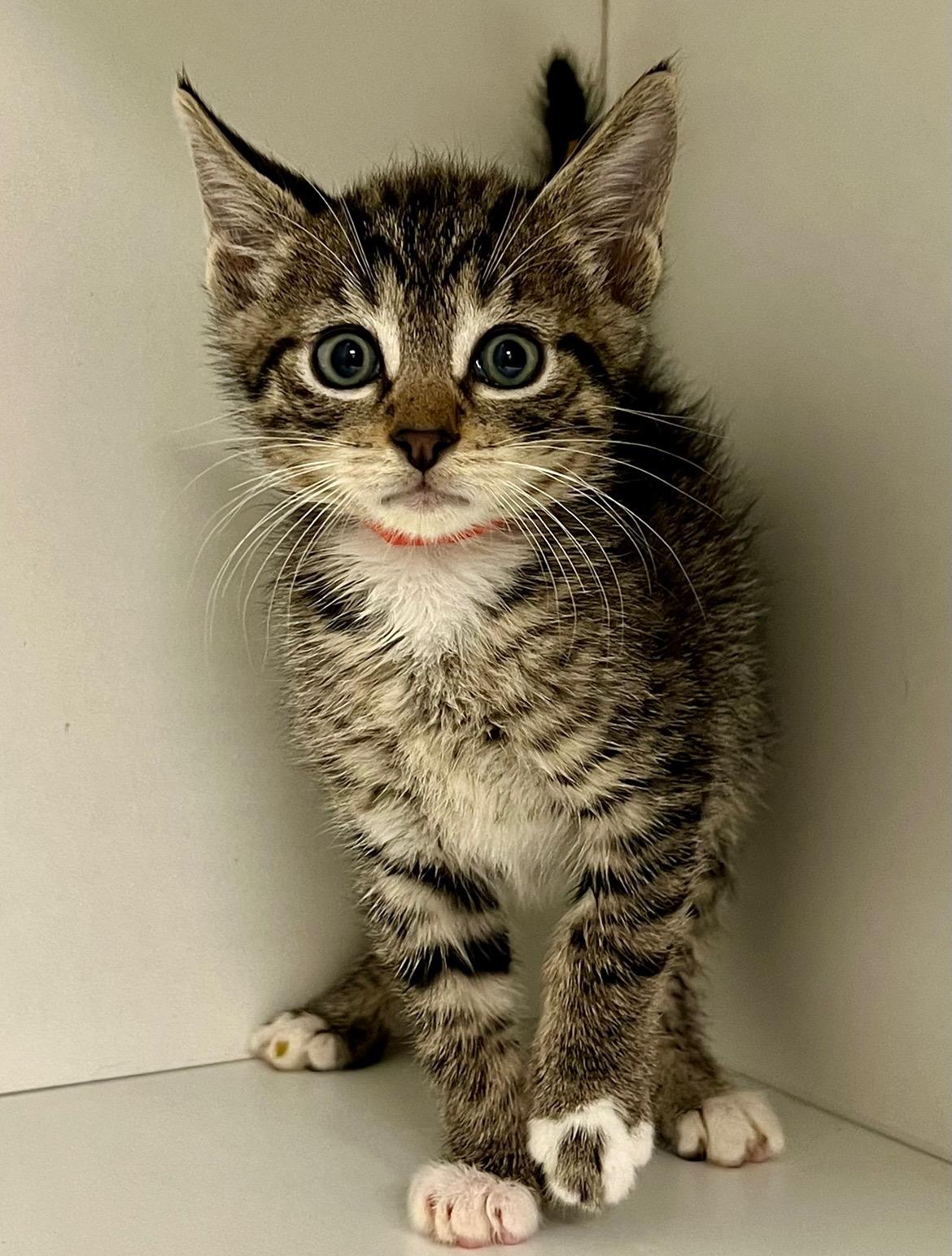 Forklift (Gahanna, OH)