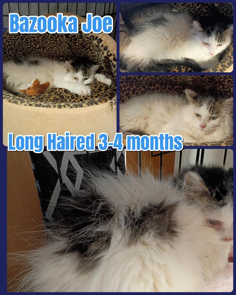Bazooka Joe, Adopted, Kitten Male Domestic Long Hair.