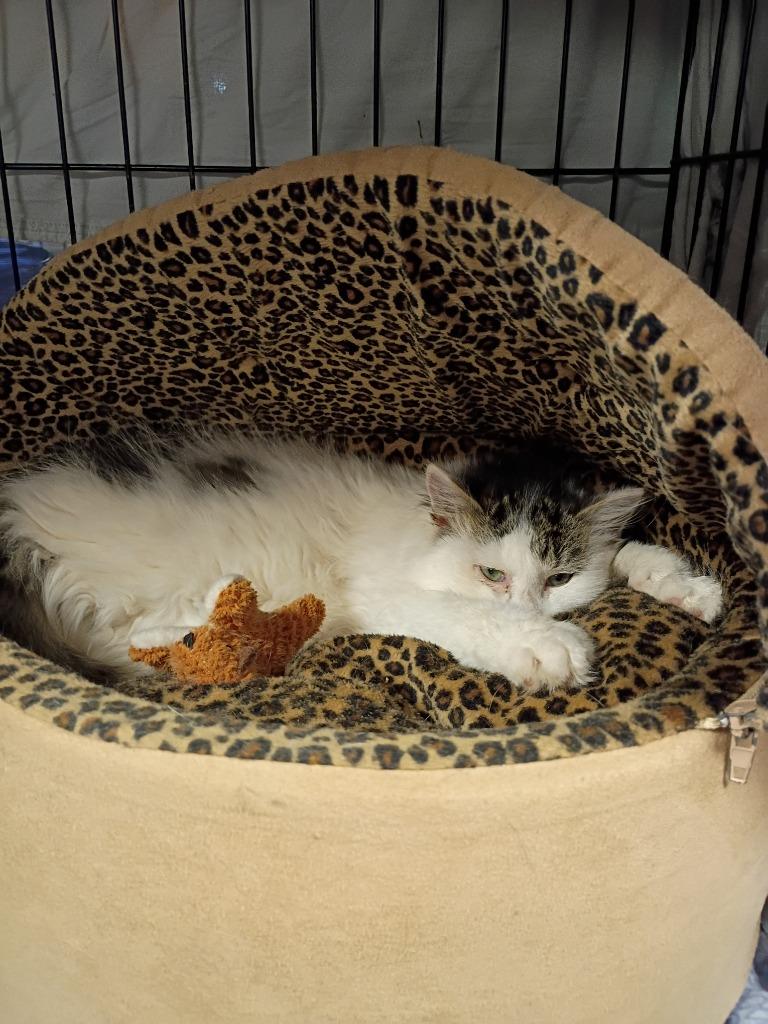 Enlarge Bazooka Joe, a Adopted mixed breed in LIberty, NY image 2/3