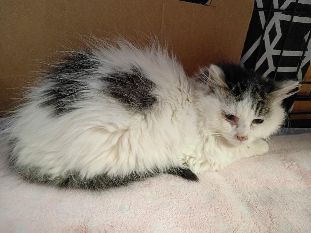 Enlarge Bazooka Joe, a Adopted mixed breed in LIberty, NY image 3/3