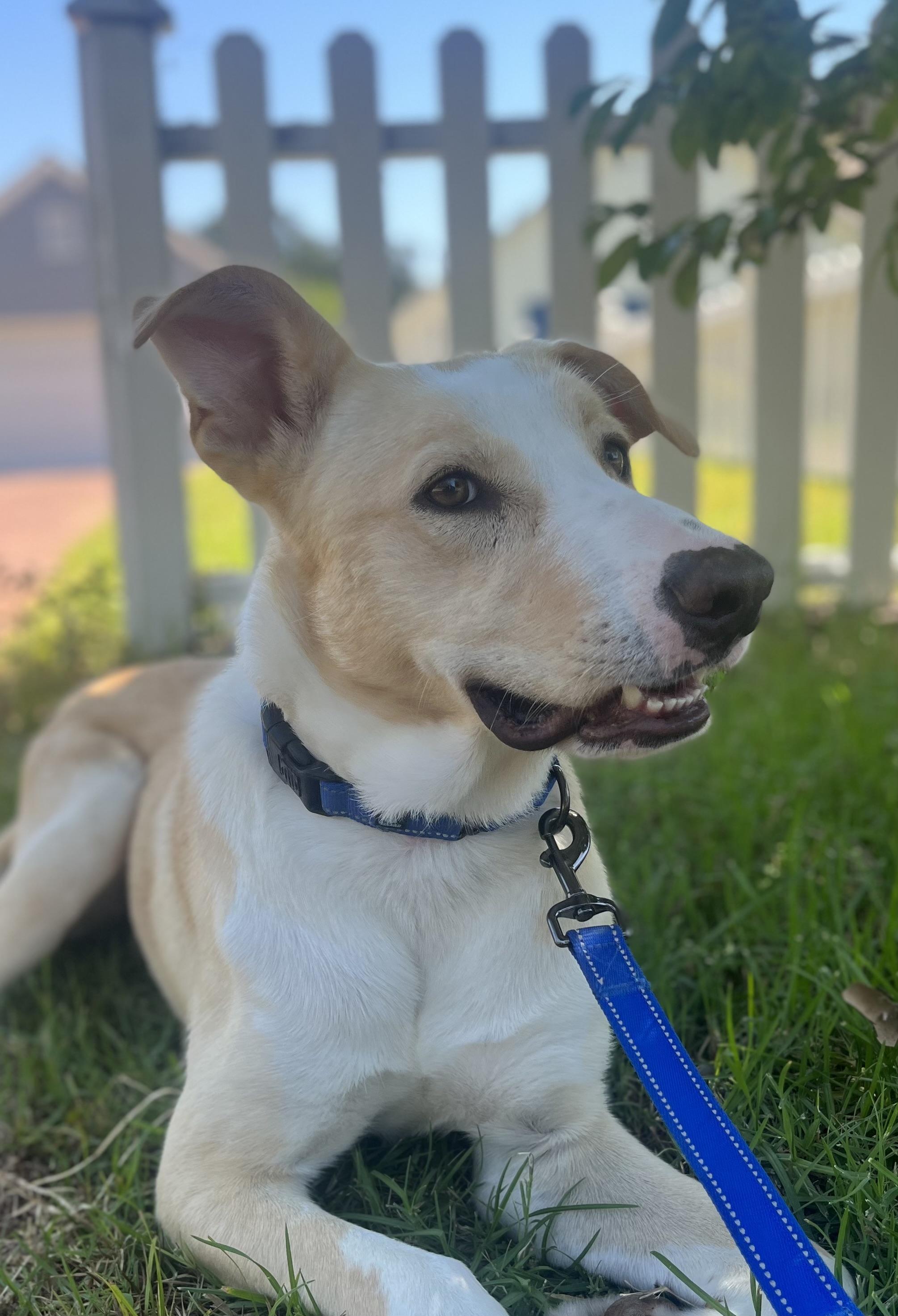 Enlarge BRODY, a ADOPTABLE mixed breed in Los Angeles, CA image 4/6