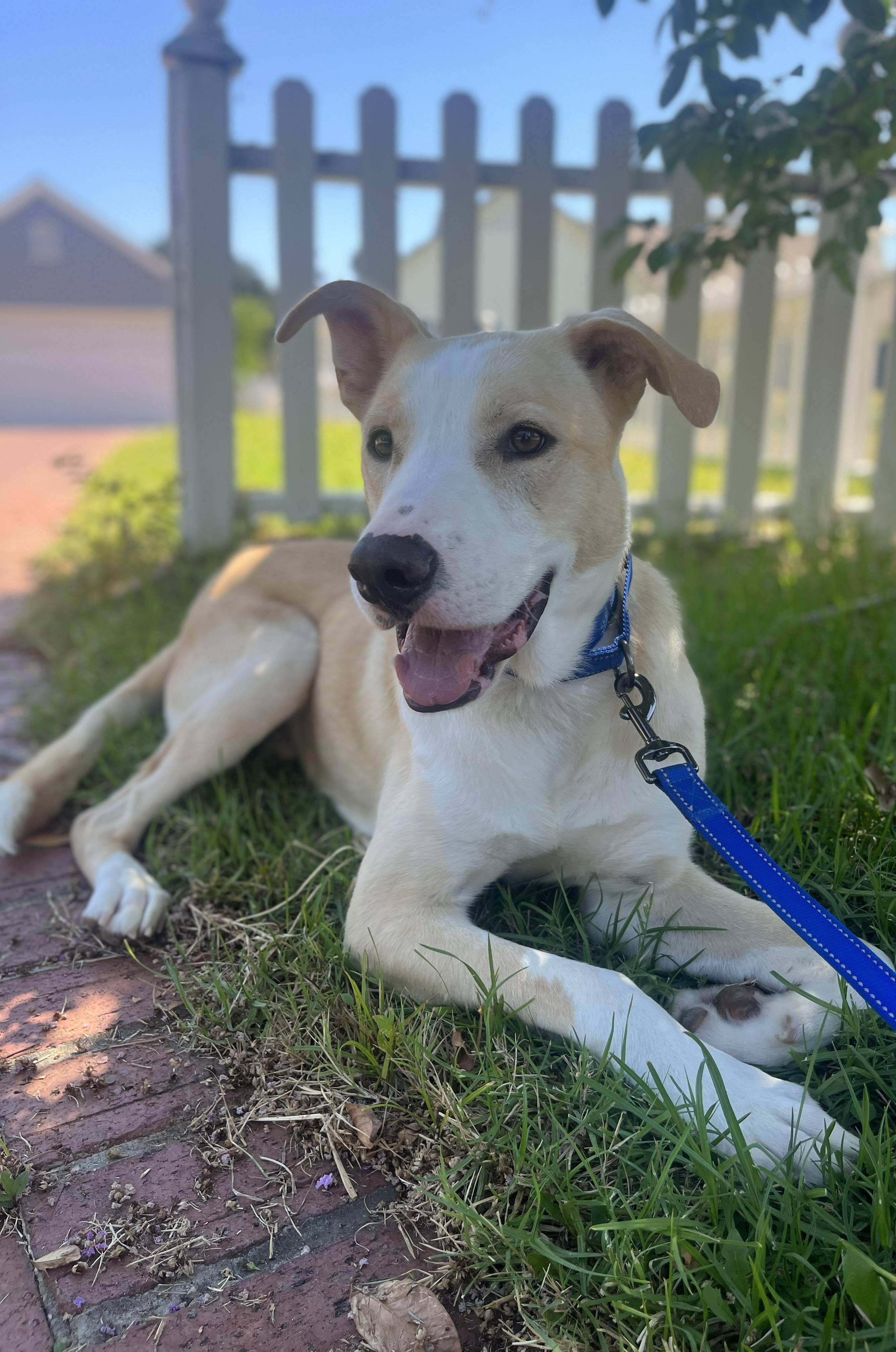 Enlarge BRODY, a ADOPTABLE mixed breed in Los Angeles, CA image 5/6