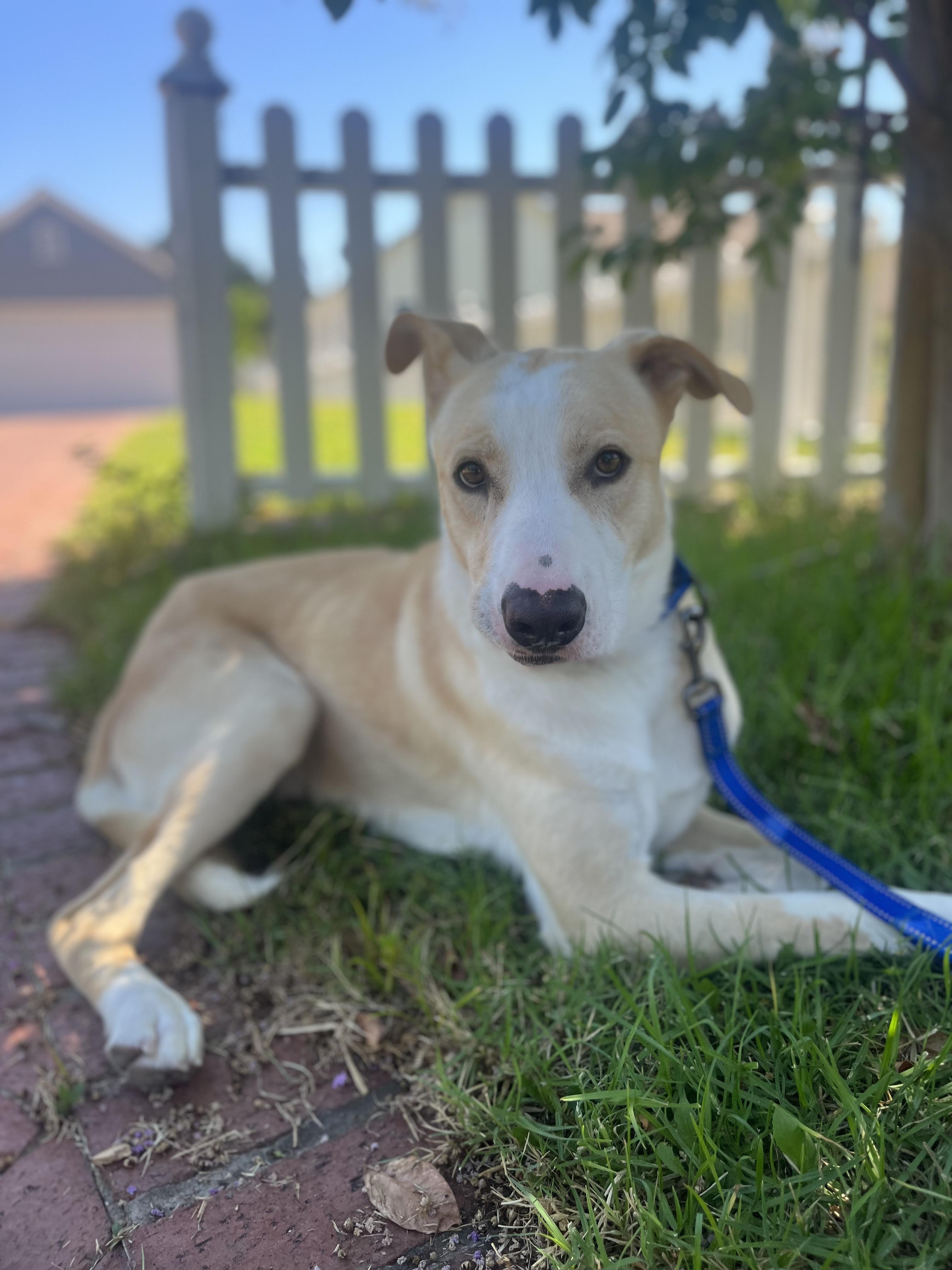 BRODY, ADOPTABLE, Adult Male Yellow Labrador Retriever.
