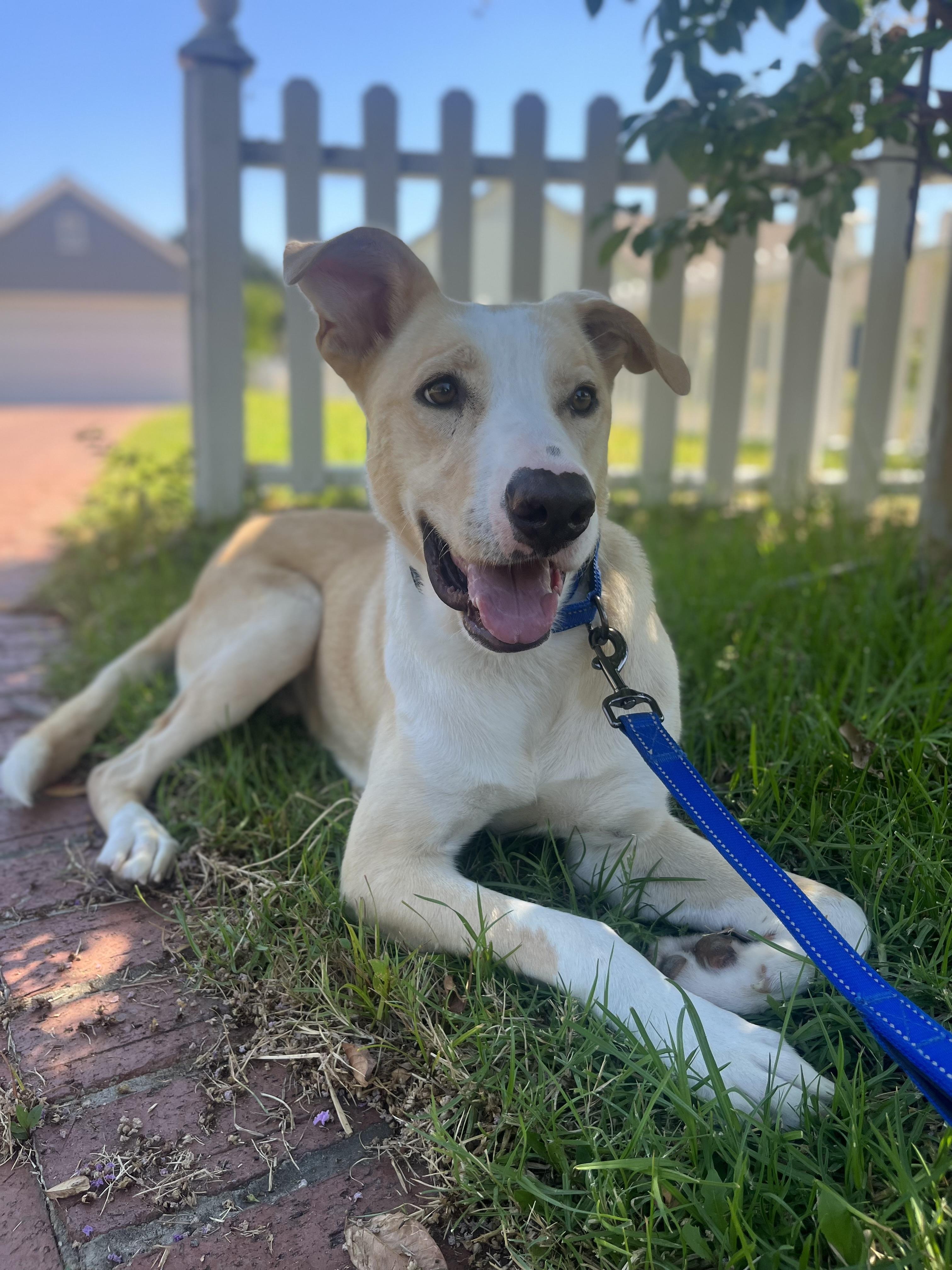 Enlarge BRODY, a ADOPTABLE mixed breed in Los Angeles, CA image 6/6