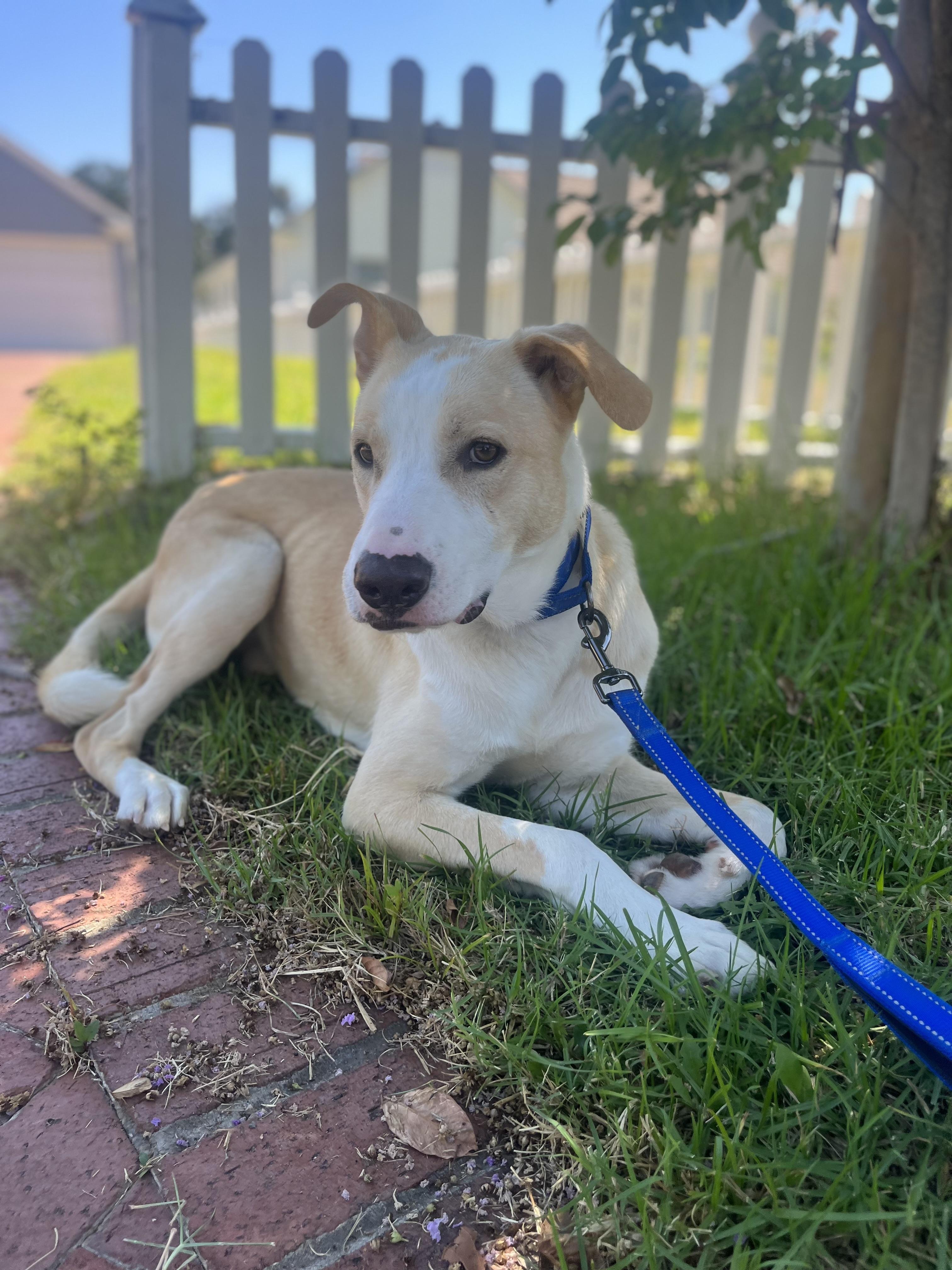 Enlarge BRODY, a ADOPTABLE mixed breed in Los Angeles, CA image 2/6