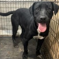 Milo - Transport Available, Adoptable, Young Male Labrador Retriever.