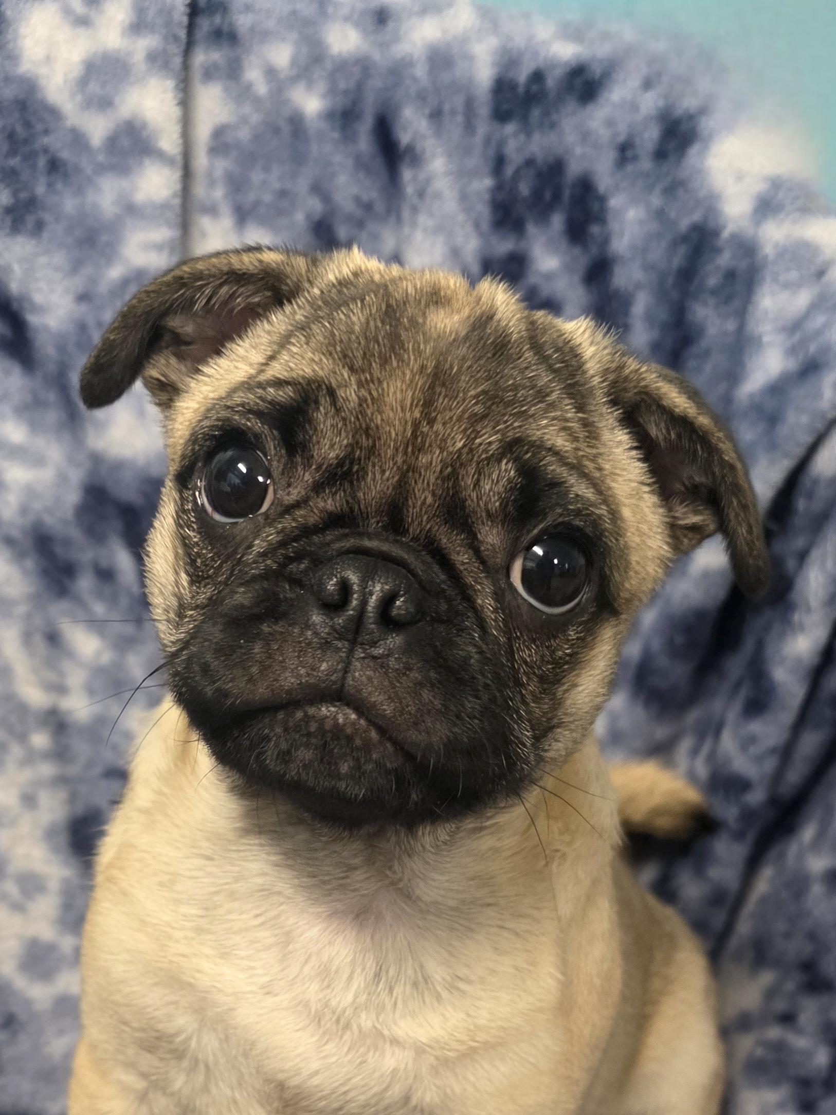 Willow, adopted, Puppy Female Pug.