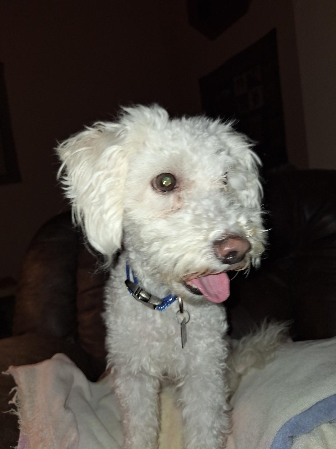 Enlarge Olaf, an adopted Miniature Poodle in Salem, OR image 2/3