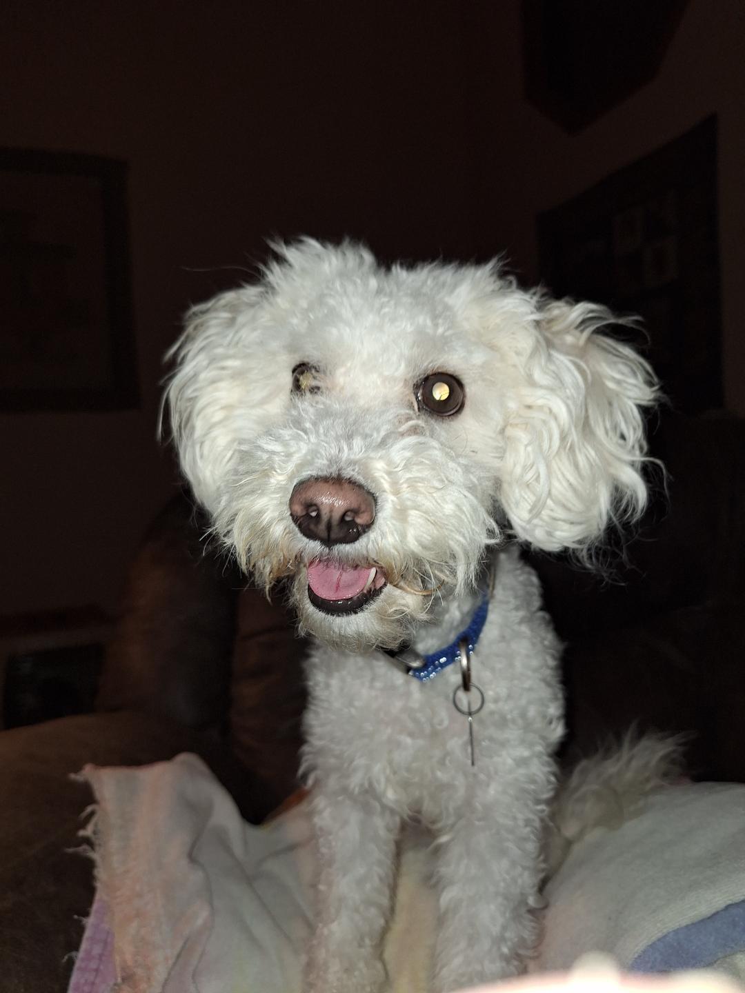 Olaf, adopted, Adult Male Miniature Poodle.